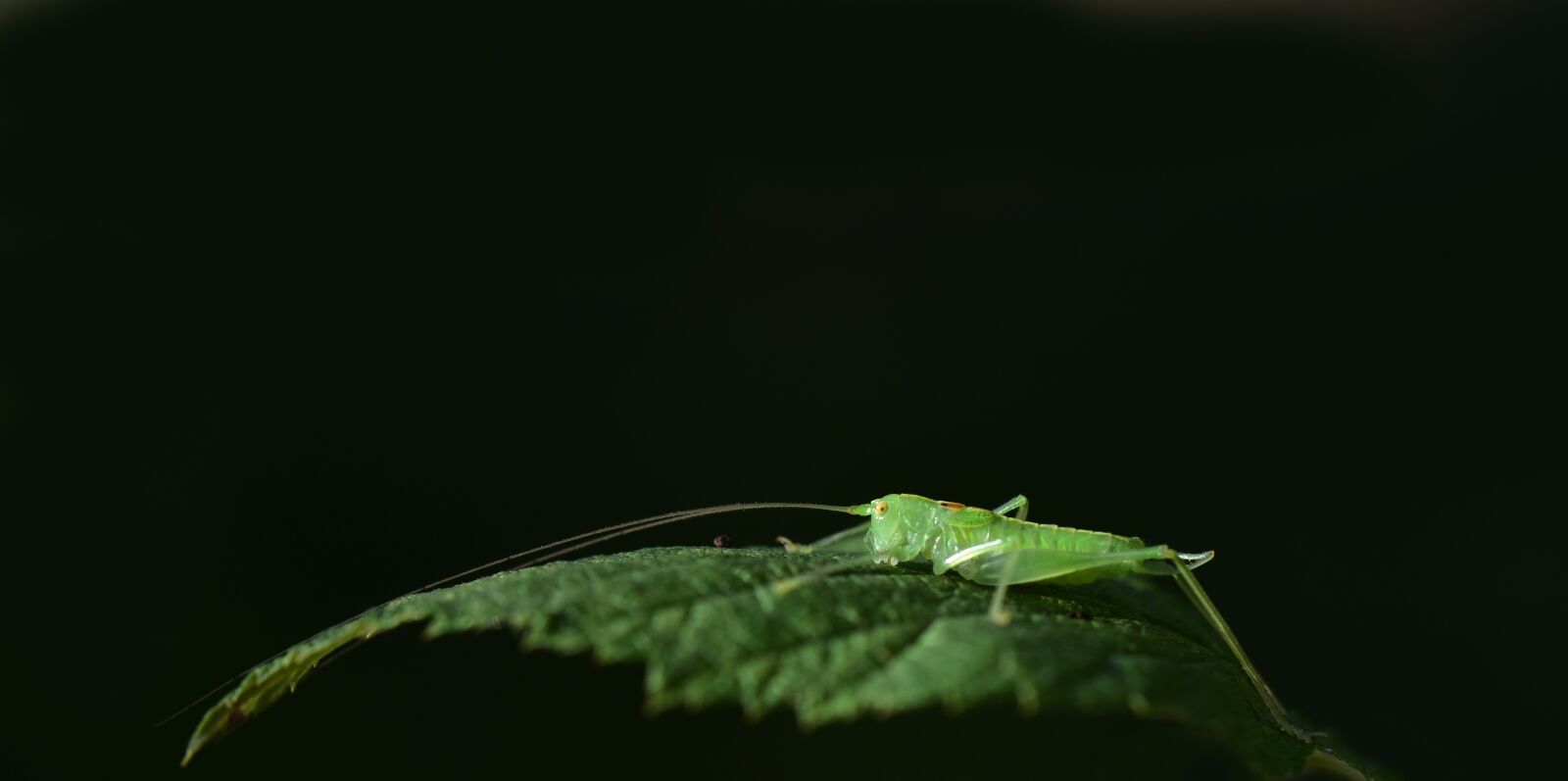Nikon D750 sample photo. Grasshopper, green, insect photography