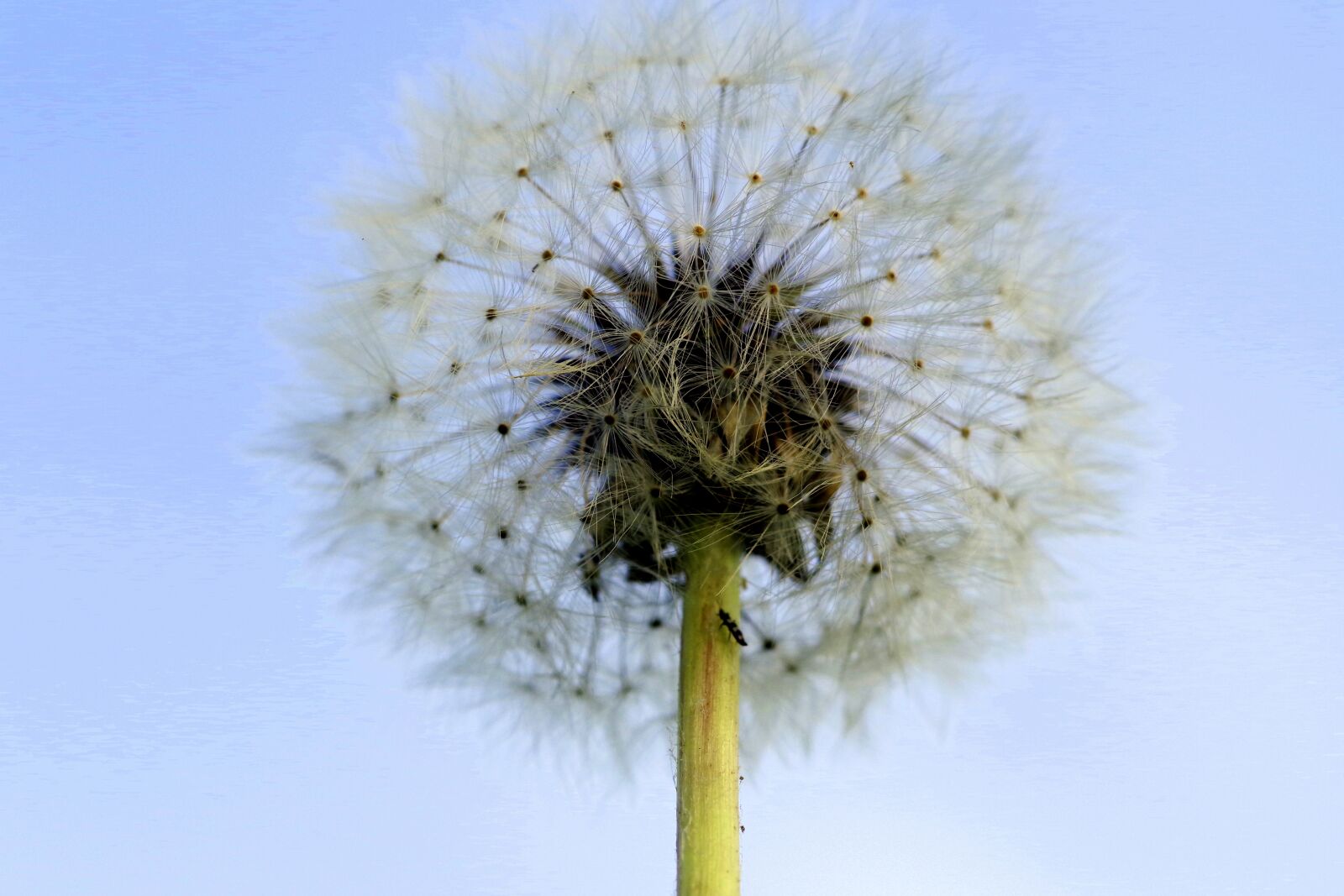 Pentax K-S2 sample photo. Dandelion, illusion, fluff photography
