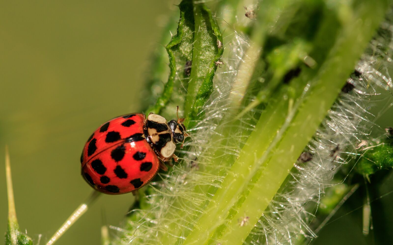 Canon EOS 750D (EOS Rebel T6i / EOS Kiss X8i) sample photo. Ladybug, asian ladybug, a photography