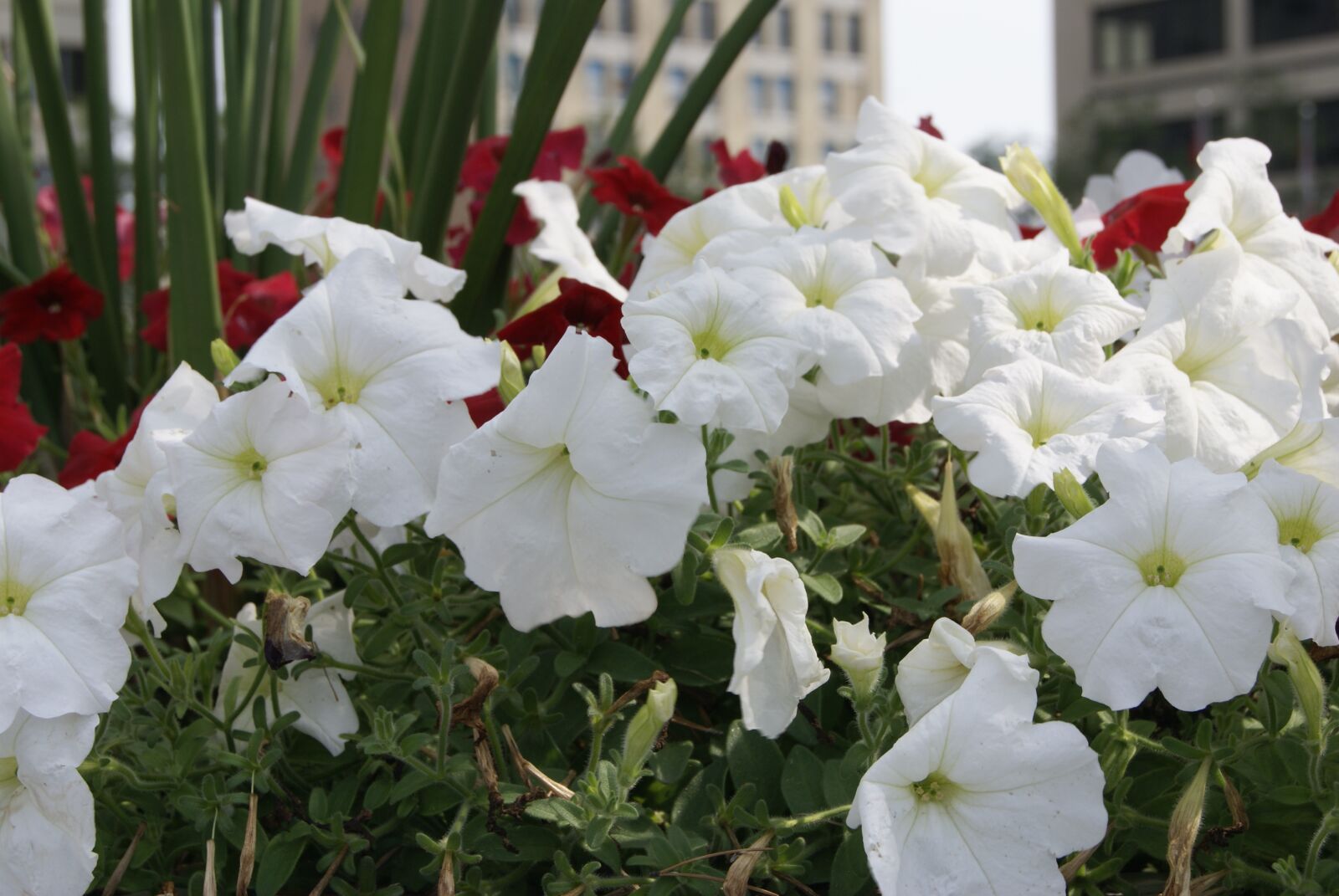 Sony Alpha DSLR-A330 sample photo. Flowers, summer, light photography
