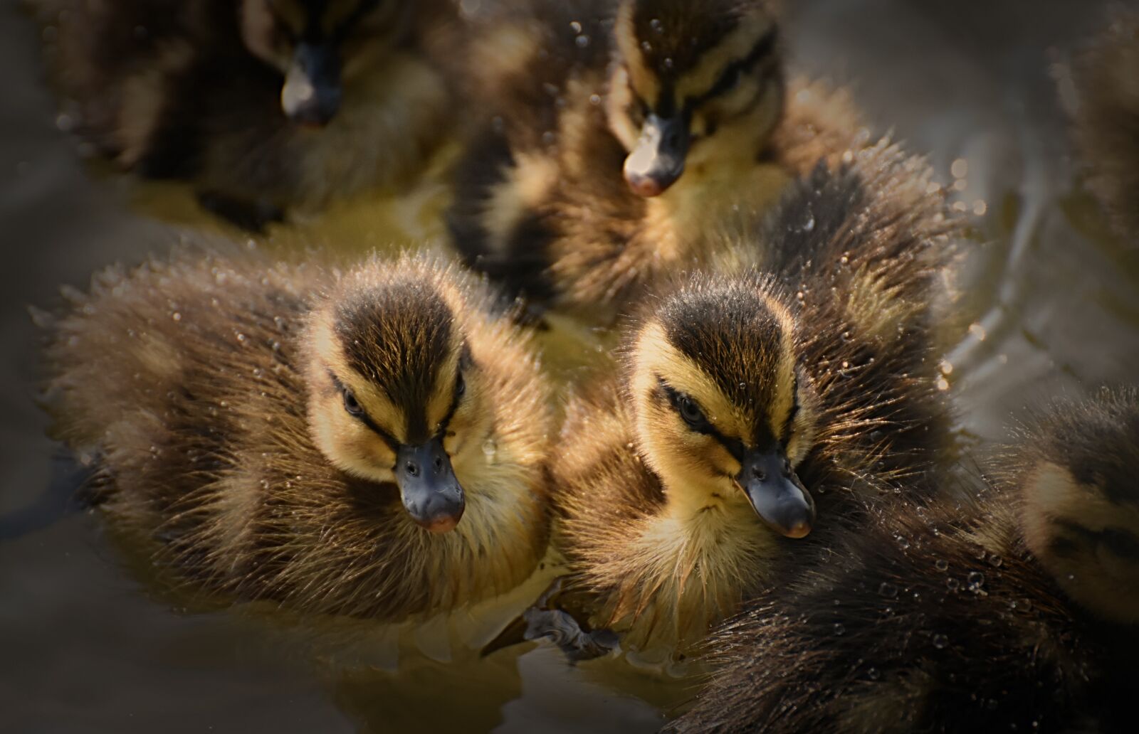 Nikon D7200 sample photo. Mallard, ducklings, duck photography