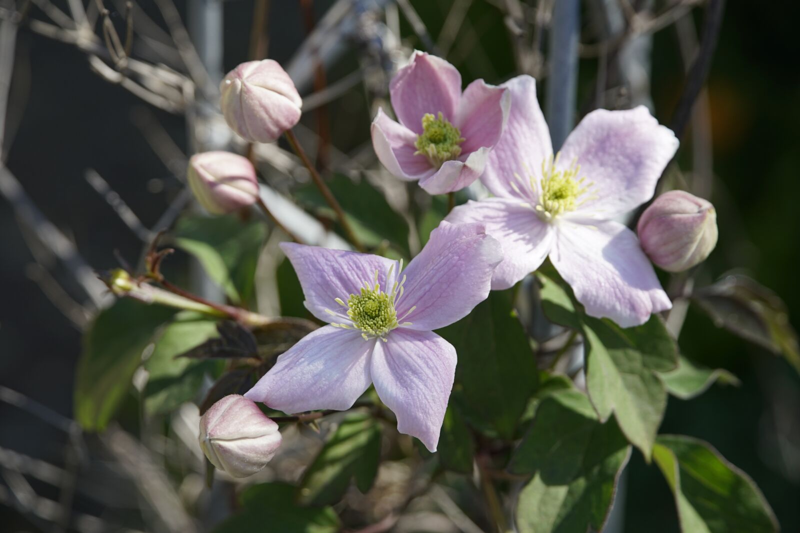Sony a7R II sample photo. Clematis, wildflower, pink photography