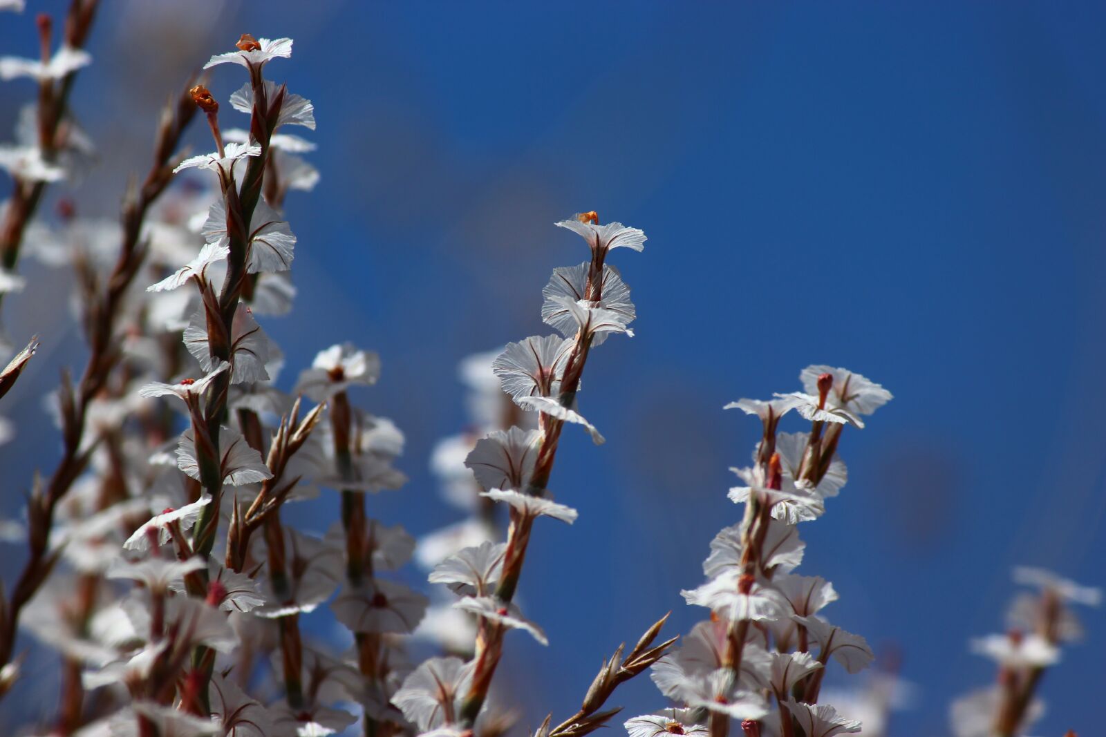 Canon EF-S 55-250mm F4-5.6 IS II sample photo. Flower, malatya, summer photography