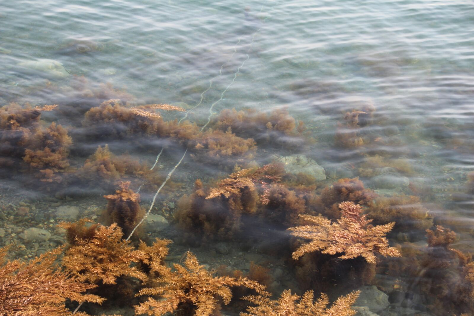 Canon EOS 600D (Rebel EOS T3i / EOS Kiss X5) sample photo. Seaweed, aquatic plants, sea photography