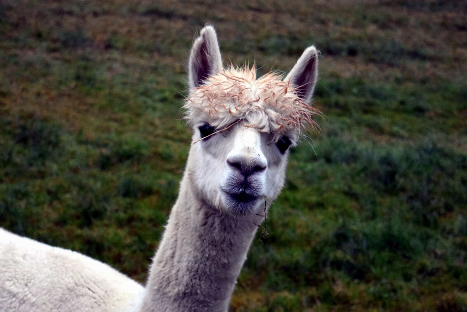 Nikon D3300 sample photo. Cute, llama, livestock, animal photography