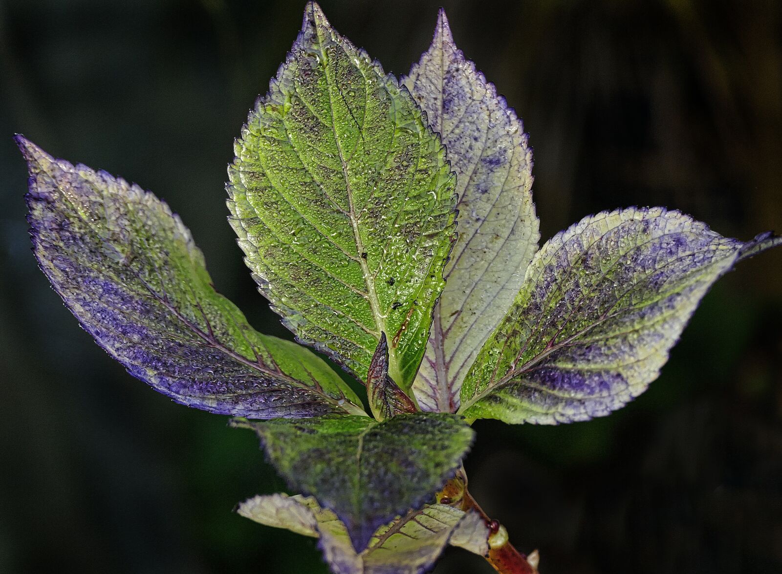 Panasonic Lumix DMC-FZ1000 sample photo. Leaf, dewdrop, autumn photography