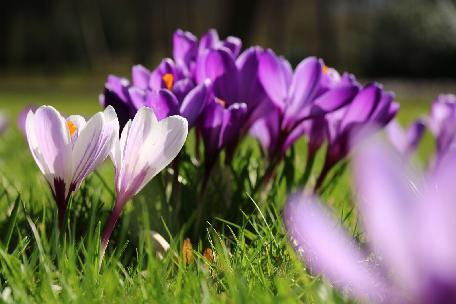 Canon EF-S 17-85mm F4-5.6 IS USM sample photo. Flora, bloom, violet photography