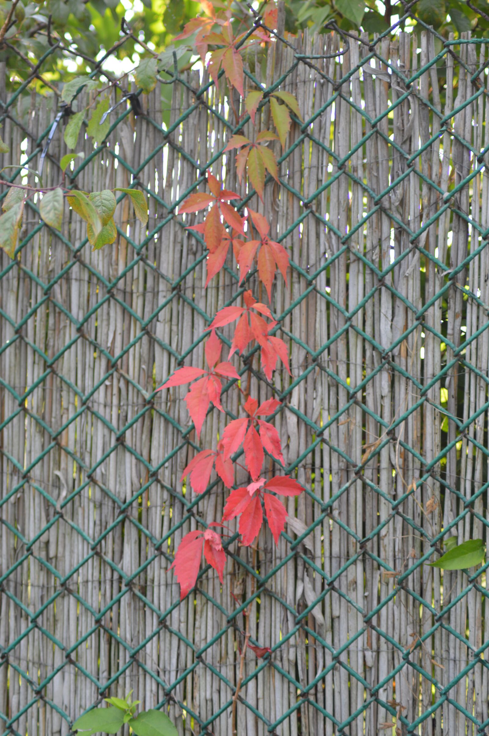 Nikon D3200 sample photo. Autumn, fruit, foliage photography