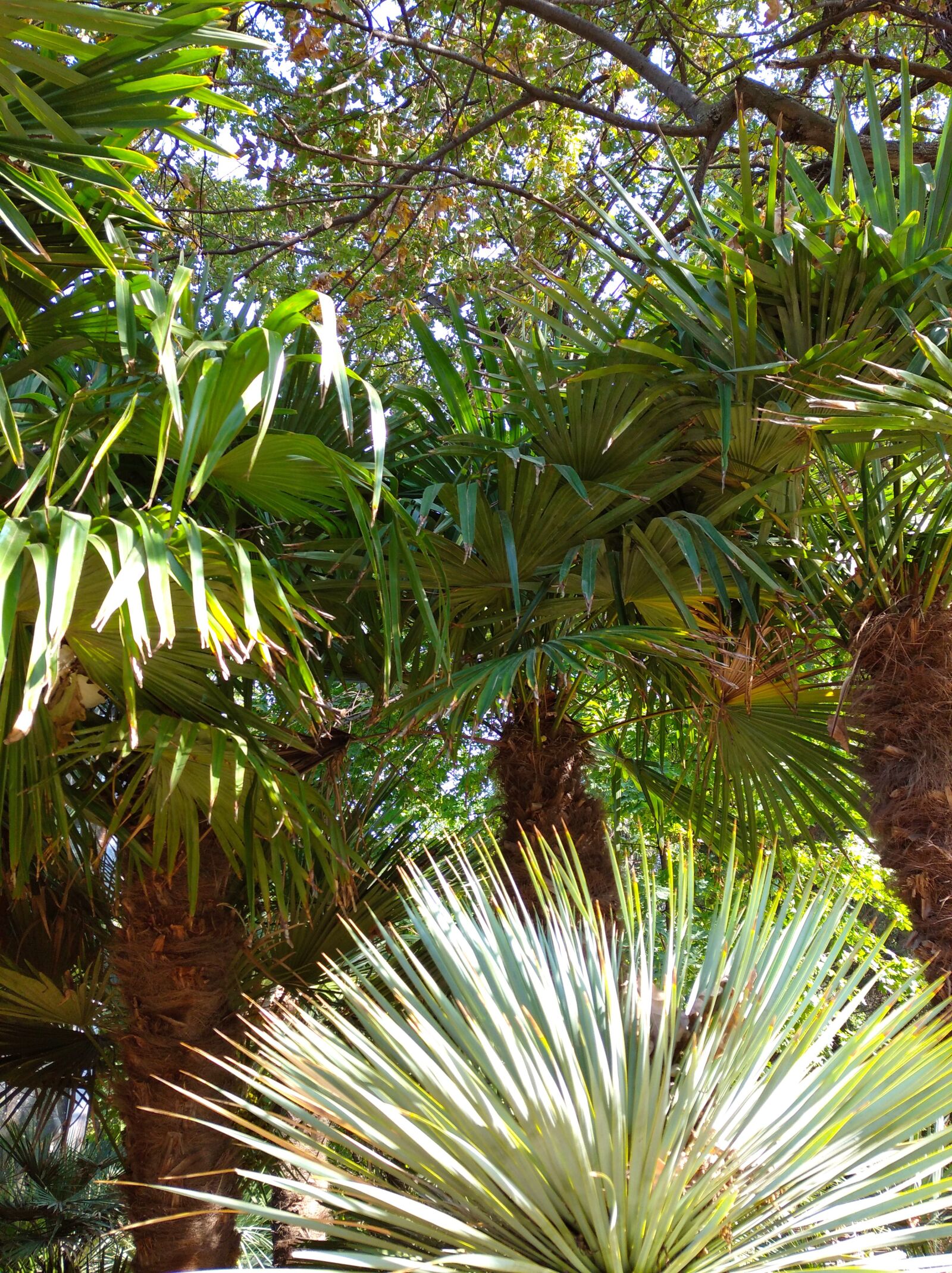 Xiaomi Redmi 8 sample photo. Palm, tree, plants photography