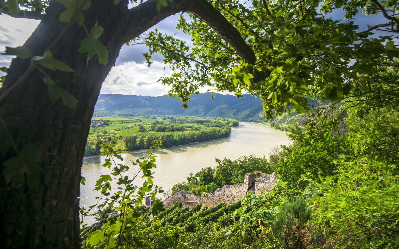 Nikon D3300 sample photo. River, tree, trees photography