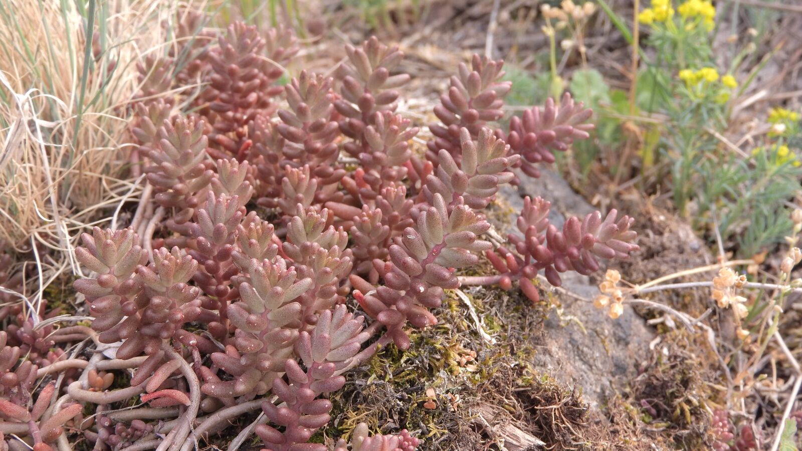 Nikon Coolpix P610 sample photo. Sedum album, stonecrop white photography