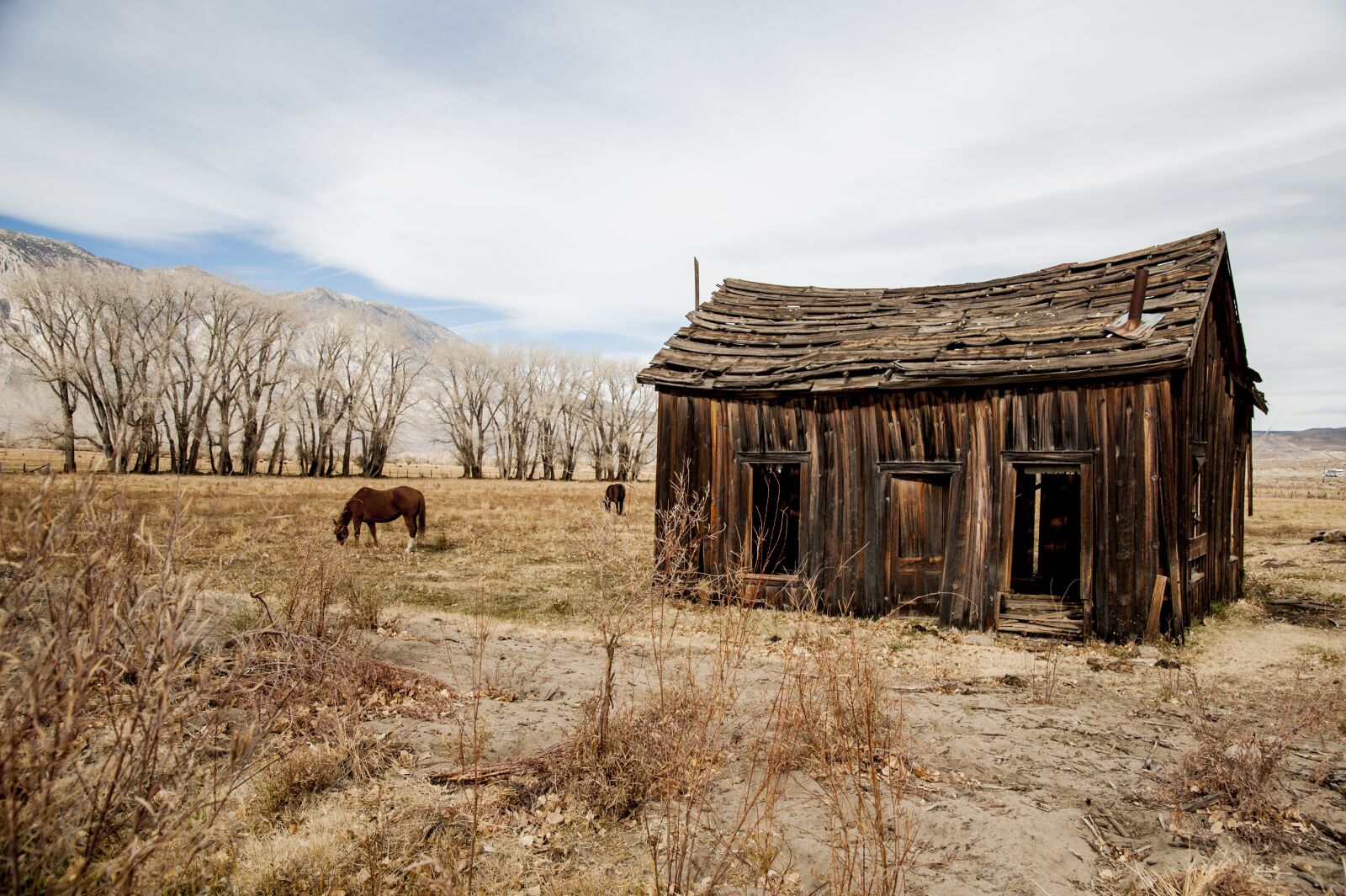 Nikon D3 sample photo. Horse, old barn, pasture photography