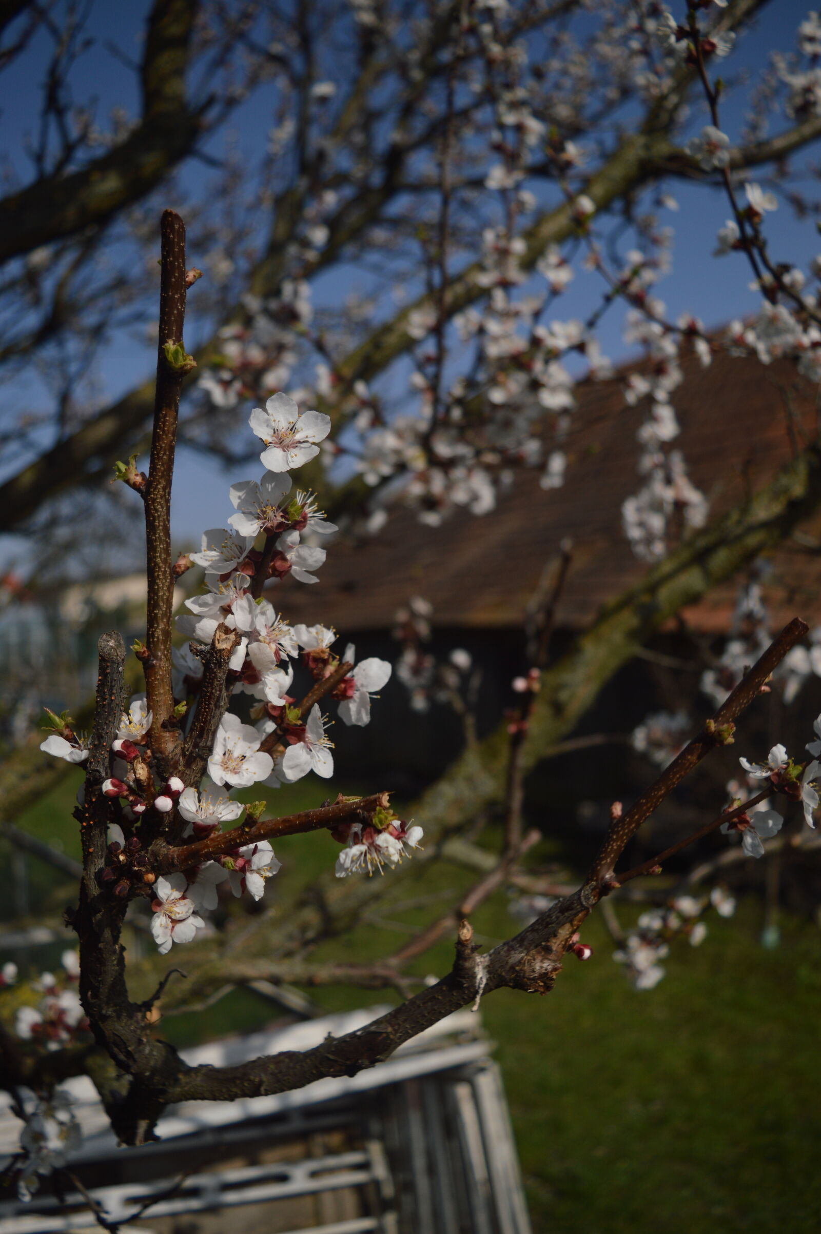 Nikon D3200 sample photo. Mothernature, nature photography