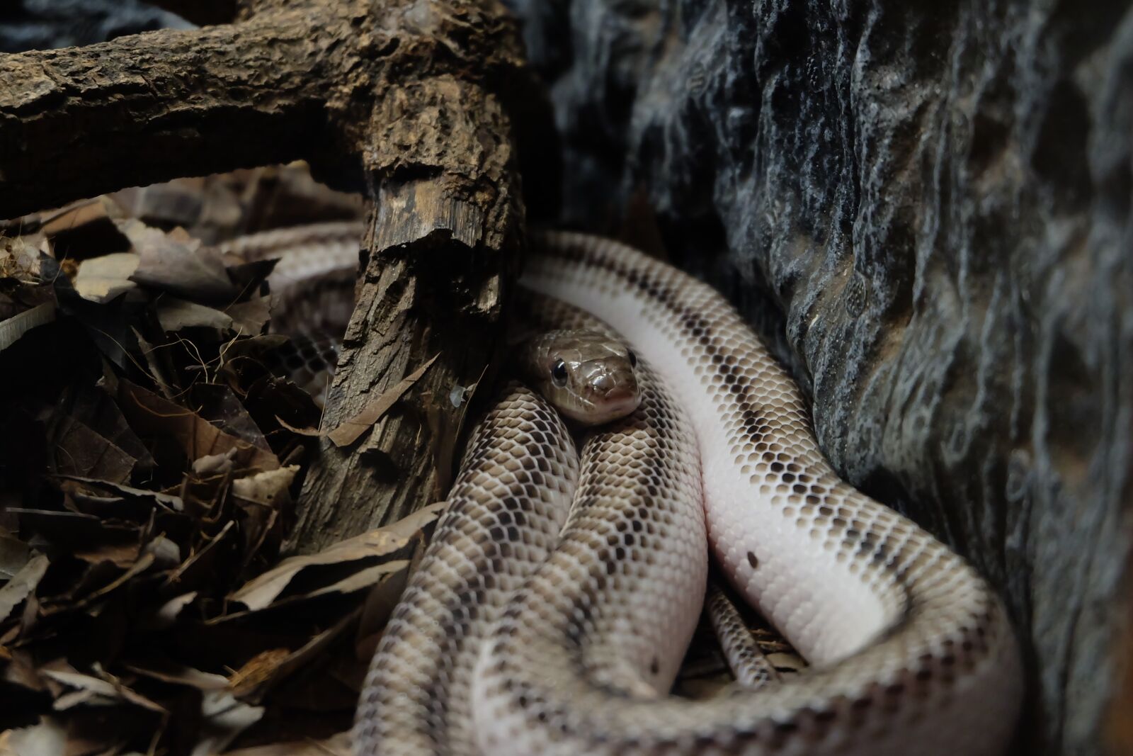 Fujifilm X-A2 + Fujifilm XC 16-50mm F3.5-5.6 OIS II sample photo. Snake, white snake, wild photography
