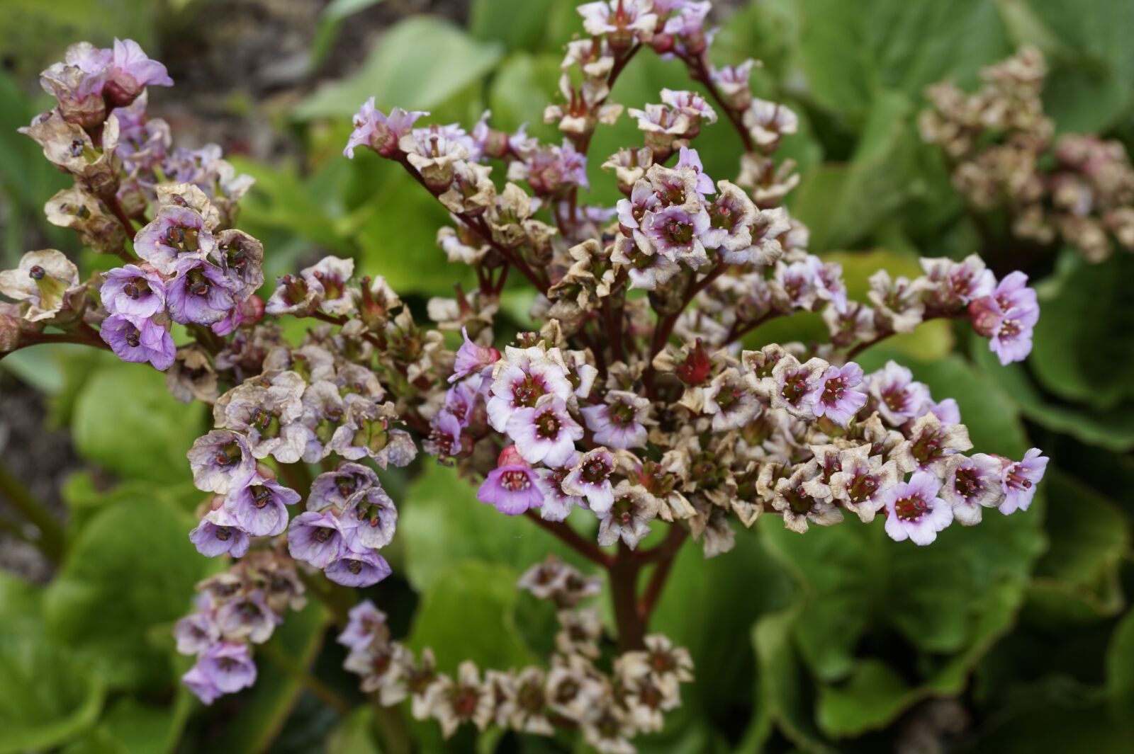 Sony Alpha a5000 (ILCE 5000) sample photo. Flowers, plant, garden photography