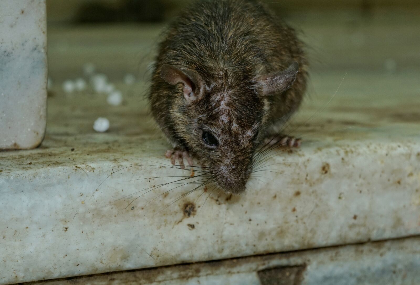 Sony a6000 + Sony E 18-55mm F3.5-5.6 OSS sample photo. Rodent, mammal, animal photography