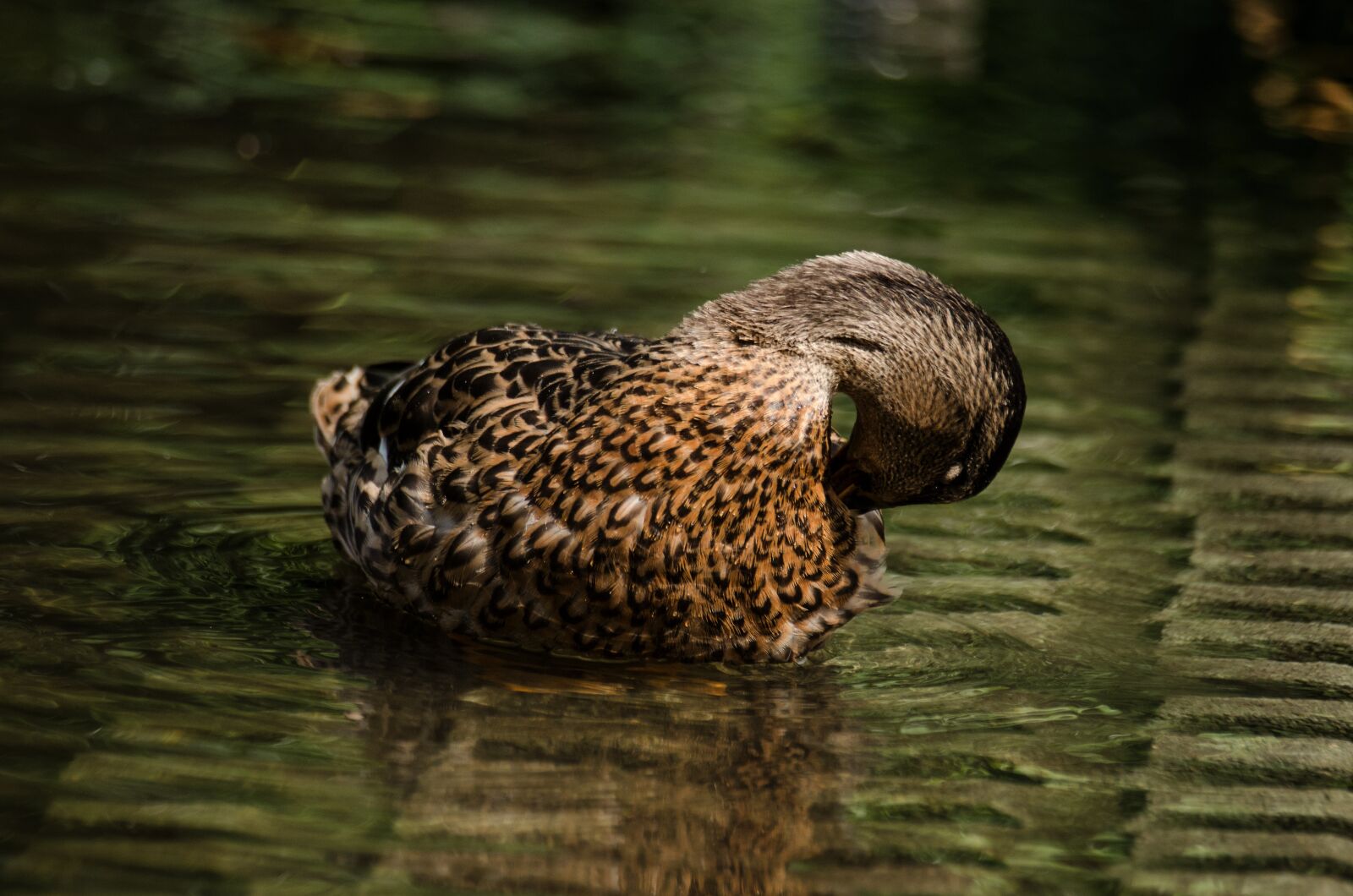 Nikon D5100 sample photo. Duck, water, clean photography