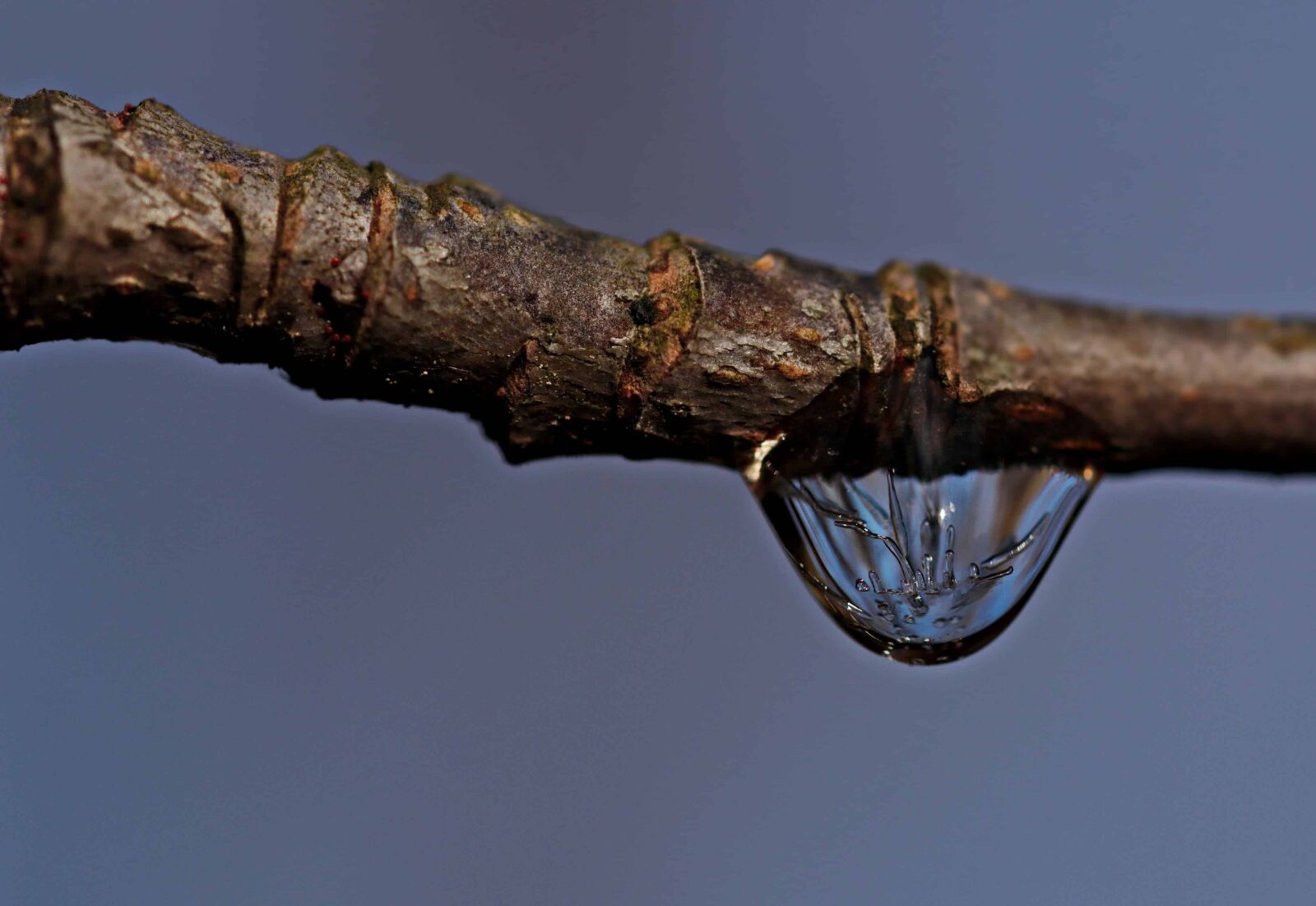 Canon EOS 80D sample photo. Branch, water, tree, nature photography