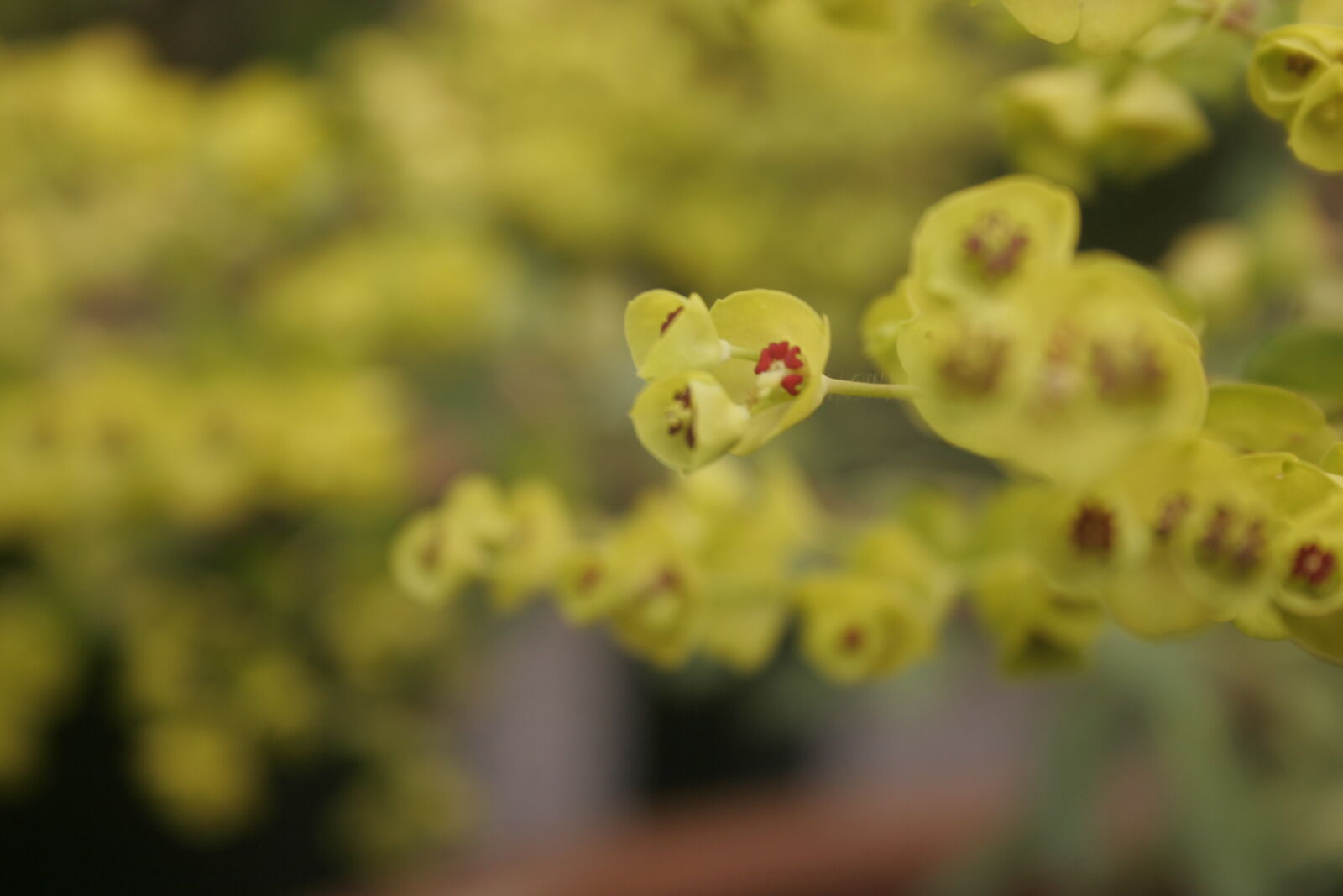 Canon EOS 20D sample photo. Flower, yellow, yellow, flower photography