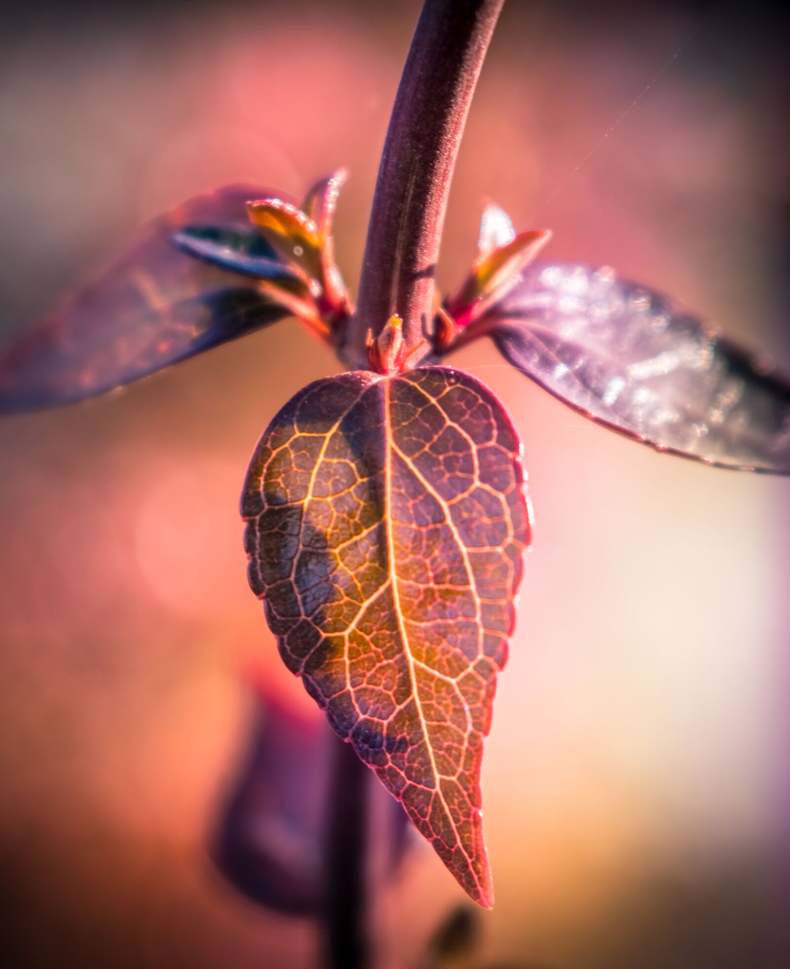 Nikon D3400 sample photo. Nature, leaves, leaf photography