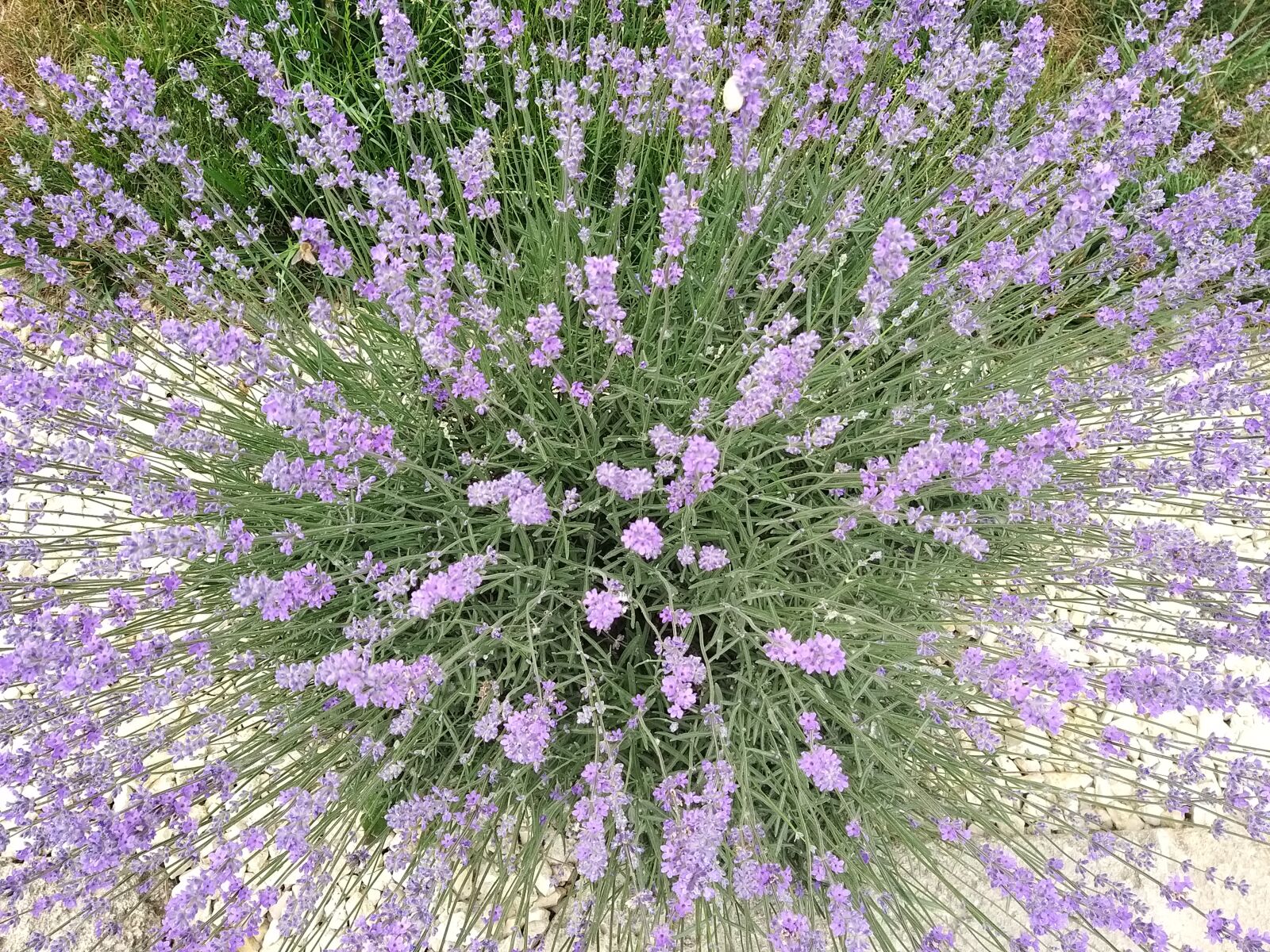 Samsung Galaxy A9 (2018) sample photo. Lavavender, flowers, plant photography