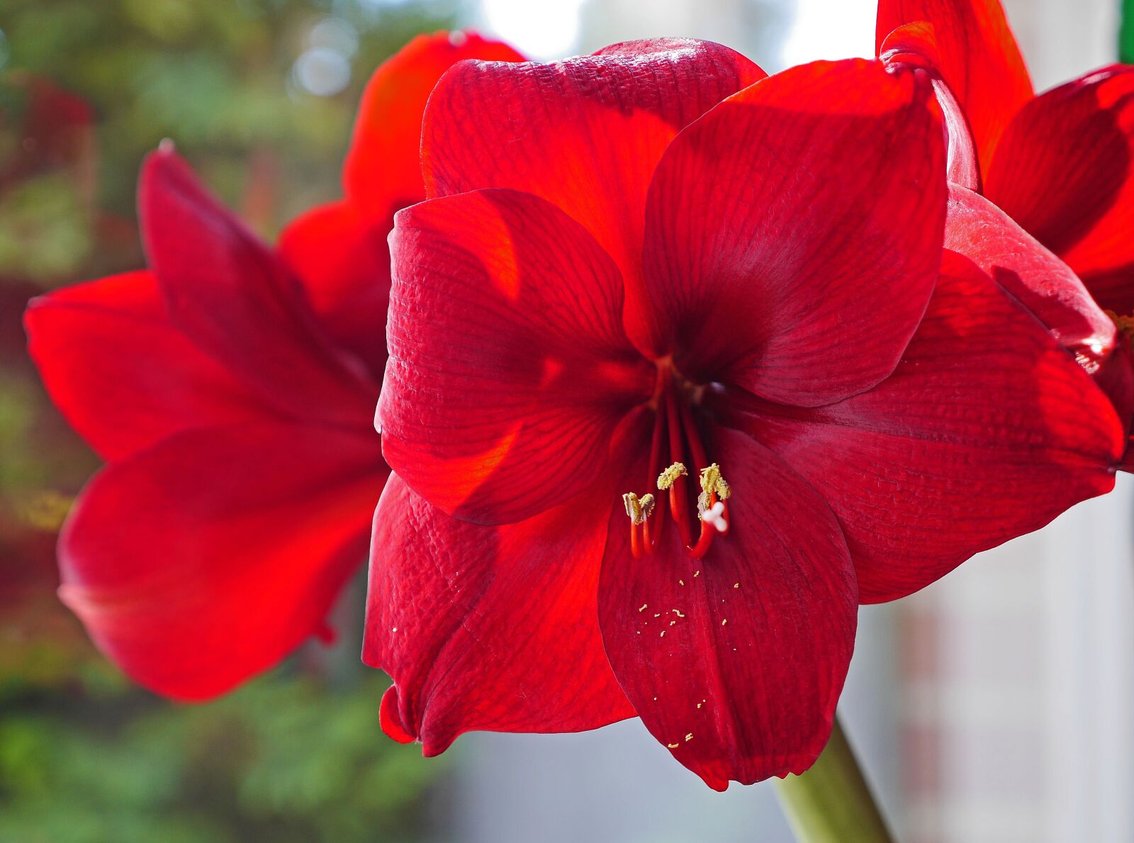 Panasonic Lumix DMC-GH3 sample photo. Amaryllis, flowers, christmas photography