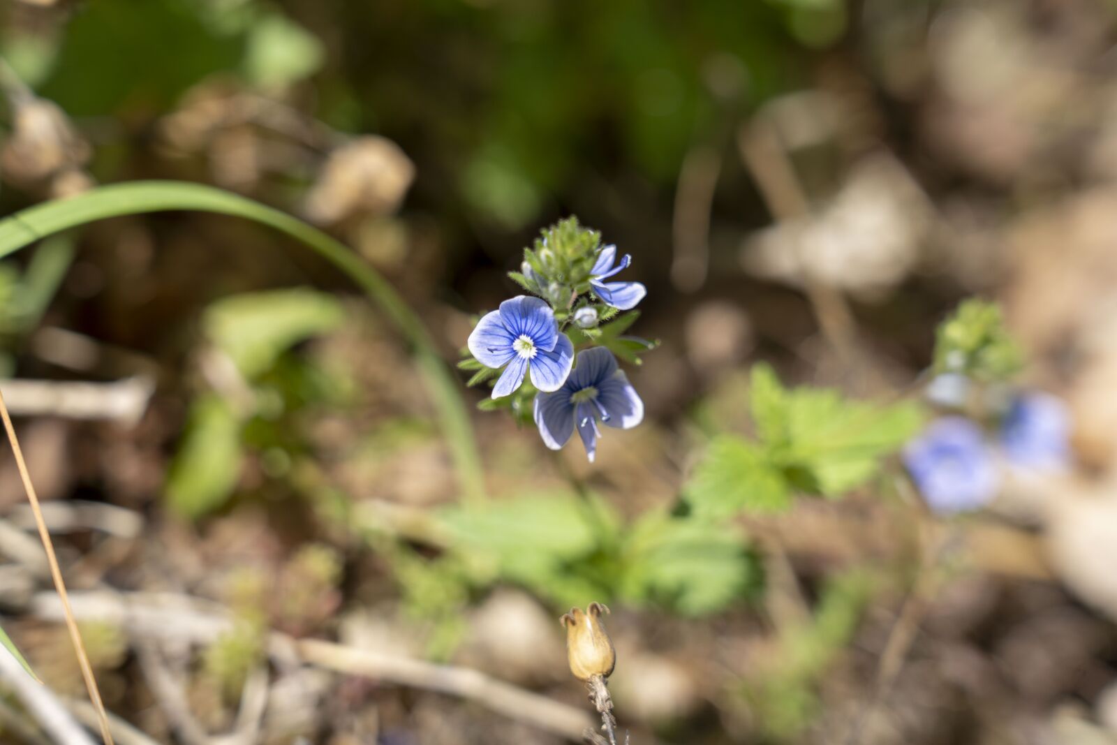 Sony FE 24-105mm F4 G OSS sample photo. Plant, nature, detail photography