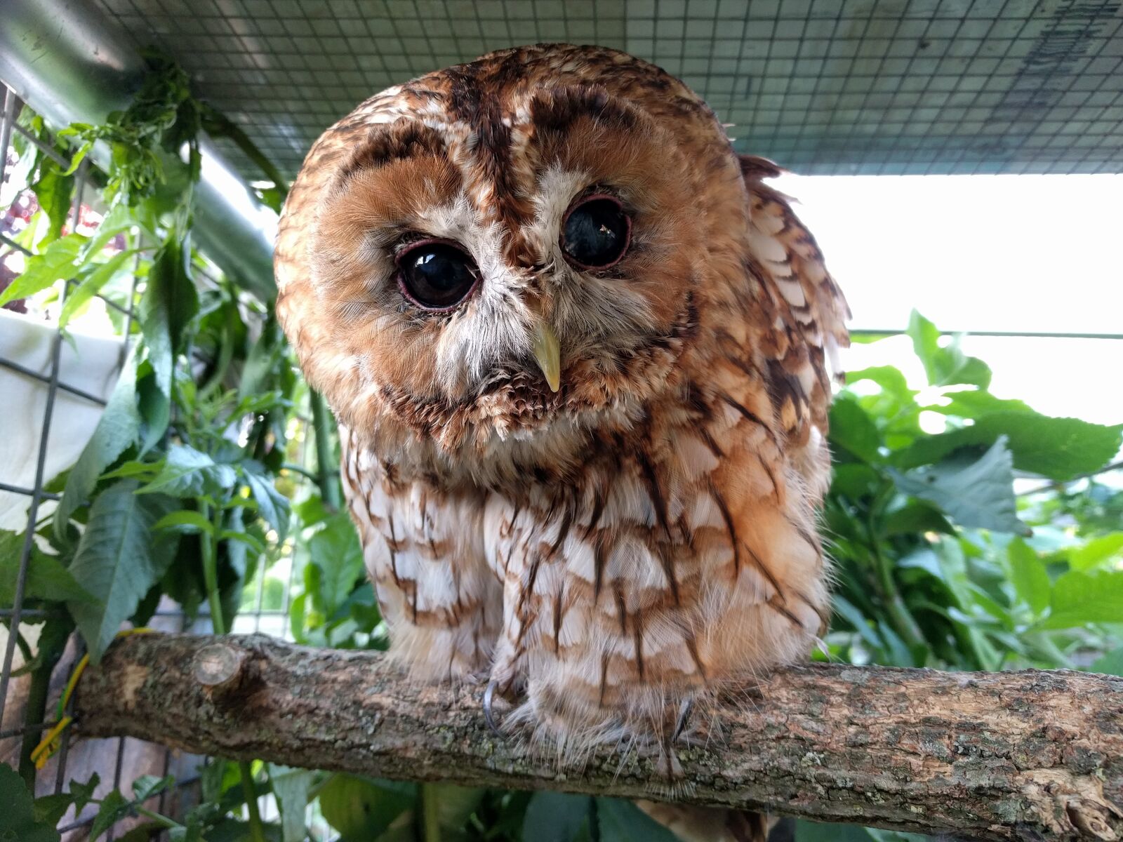 LG Nexus 5X sample photo. Bird, owls, beak photography