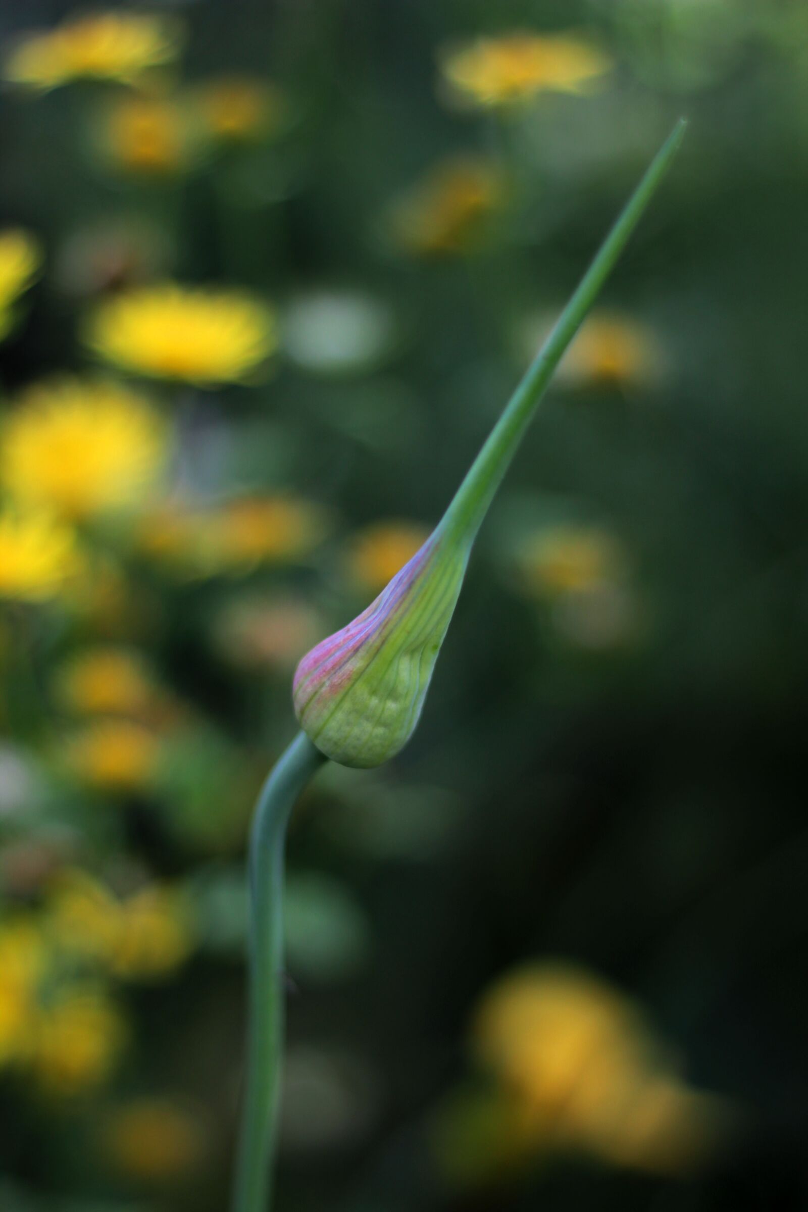 Canon EOS 600D (Rebel EOS T3i / EOS Kiss X5) sample photo. Allium ' red mohican photography