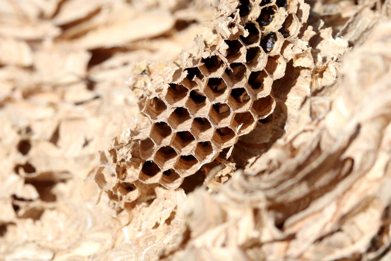 Canon EOS 200D (EOS Rebel SL2 / EOS Kiss X9) sample photo. Combs, nature, the hive photography