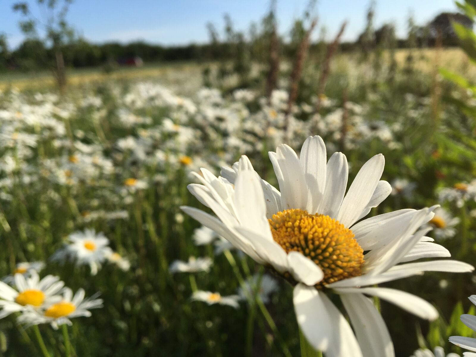 Apple iPhone 6s sample photo. Blühwiese, magerite, bees photography