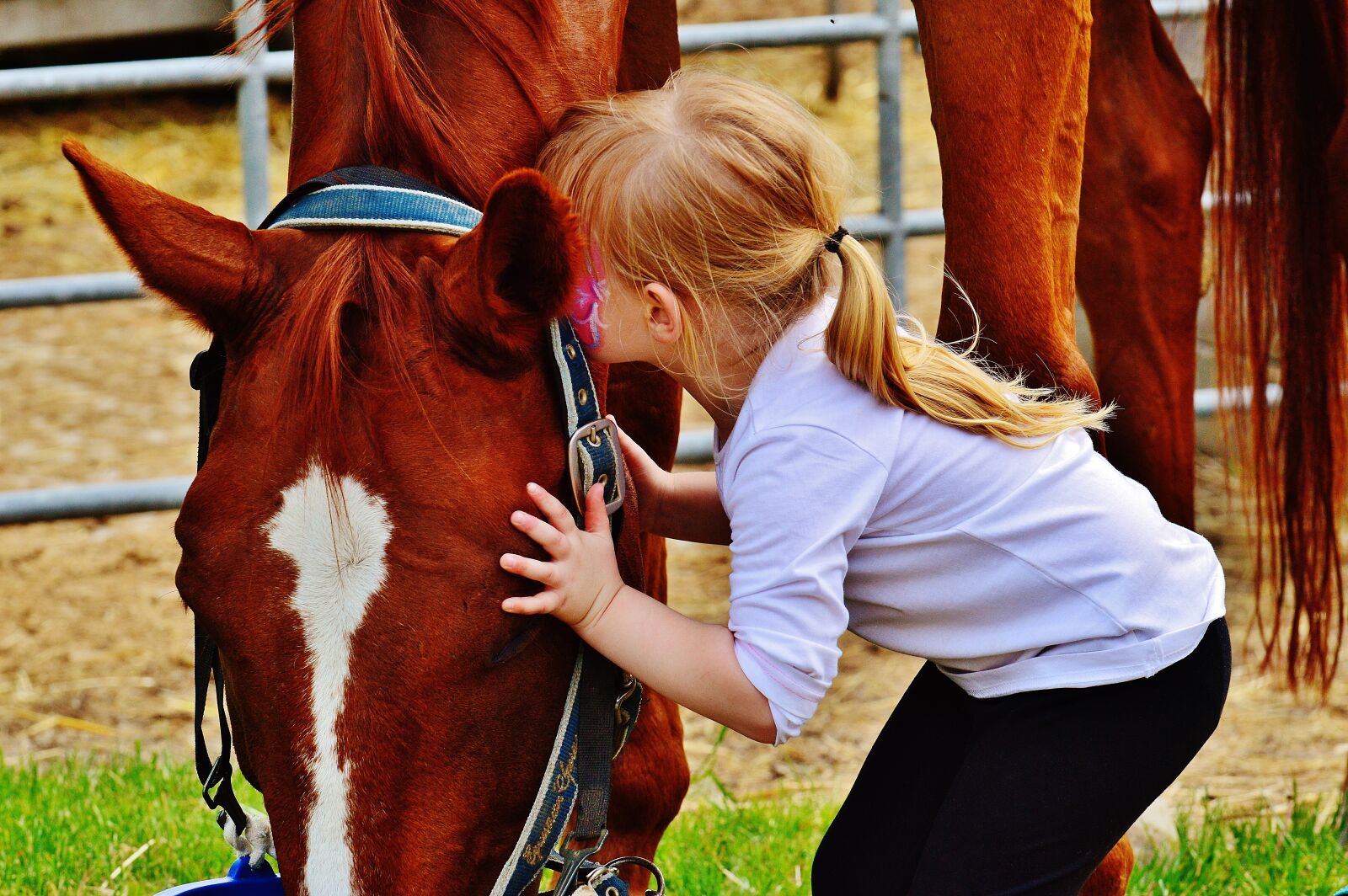 Nikon D3200 sample photo. Little girl, big horse photography