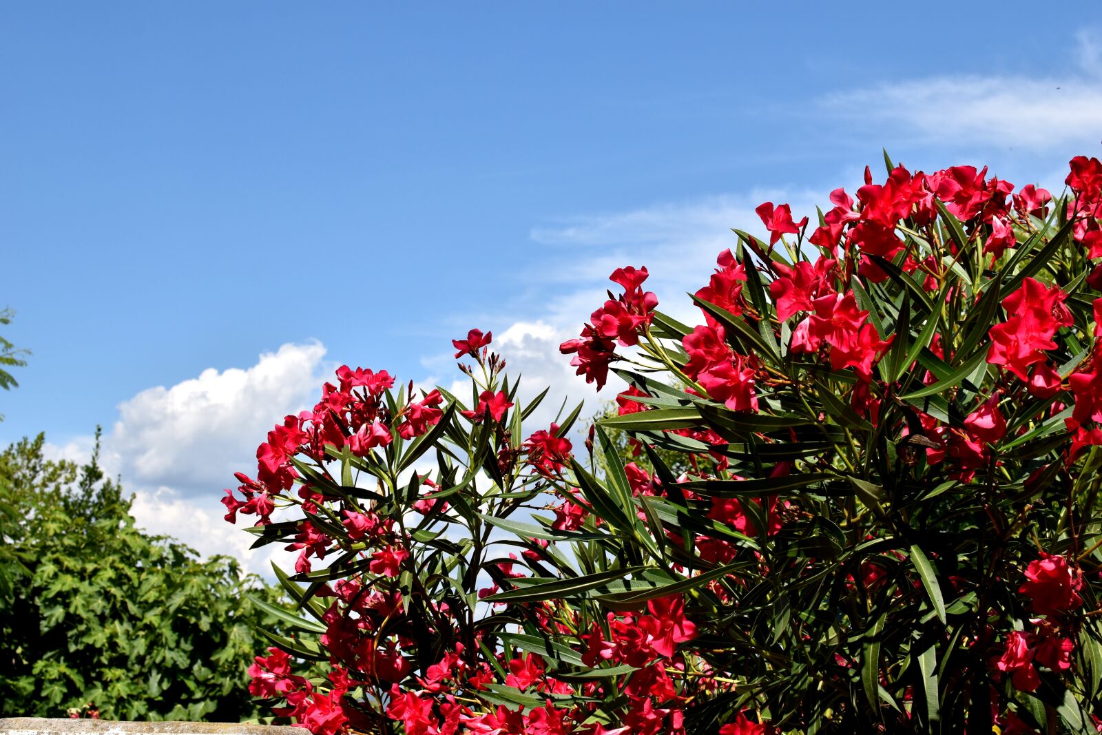 Nikon D5600 sample photo. Nature, provence, village photography