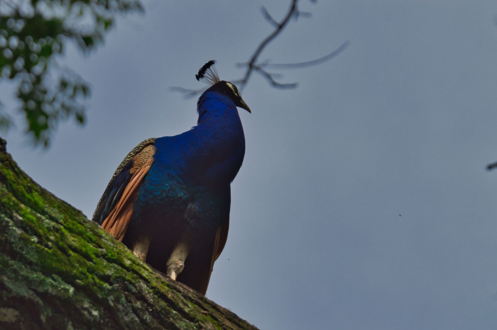 Nikon D3200 sample photo. Costa rica, ave, peacock photography