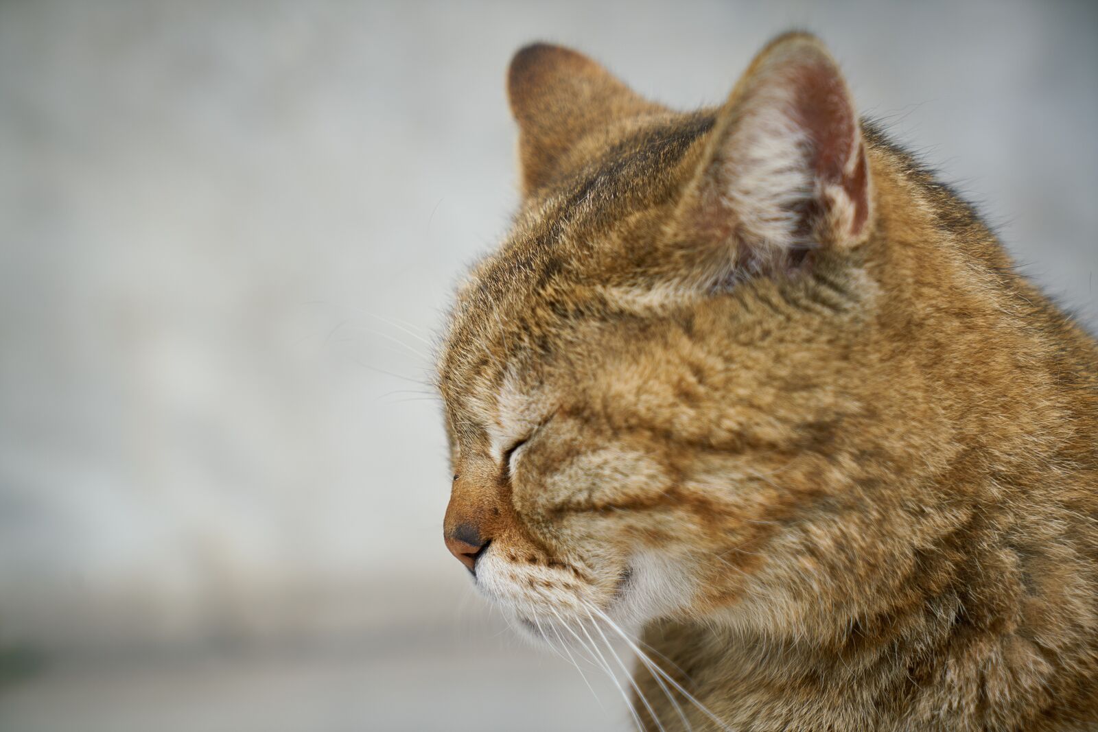 Sony a7R II sample photo. Cat, animal, cute photography
