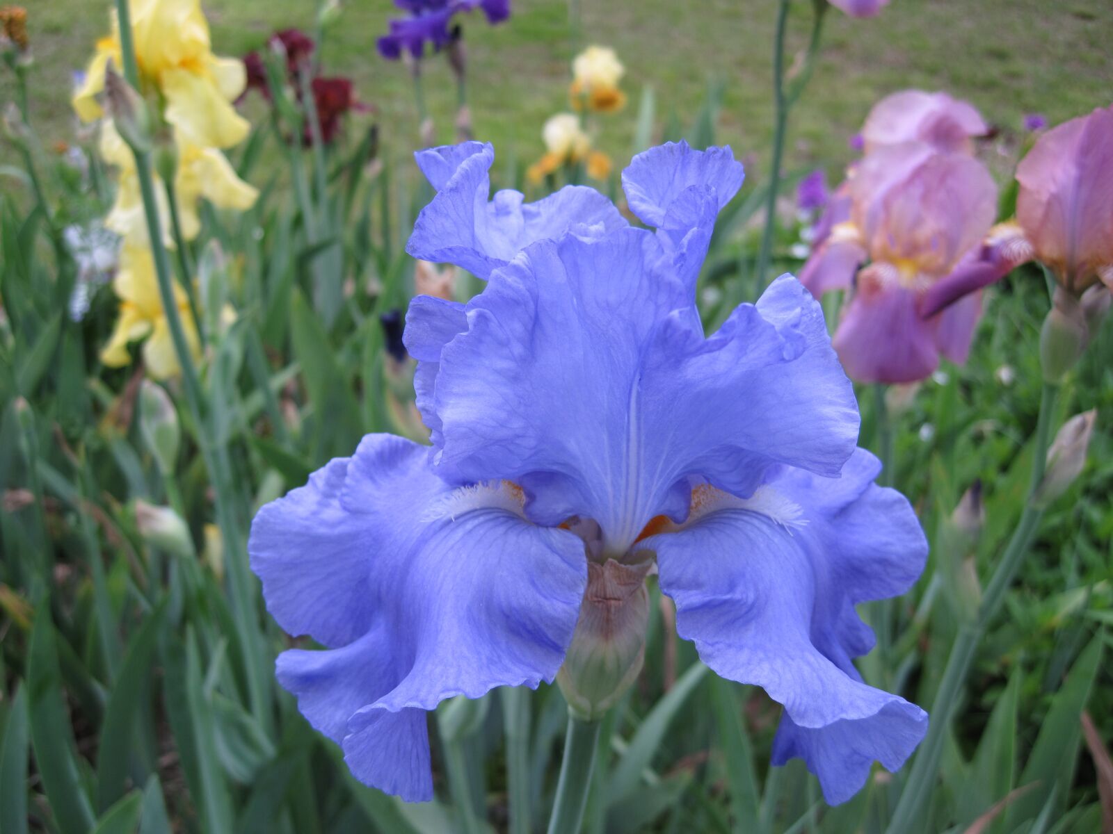 Canon PowerShot SD990 IS (Digital IXUS 980 IS / IXY Digital 3000 IS) sample photo. Blue iris, iris, flower photography