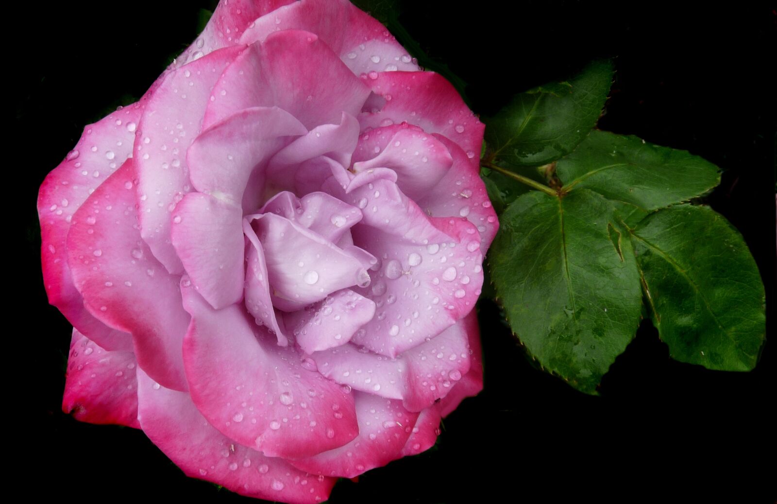 Panasonic Lumix DMC-FZ28 sample photo. Rose, mauve, pink photography