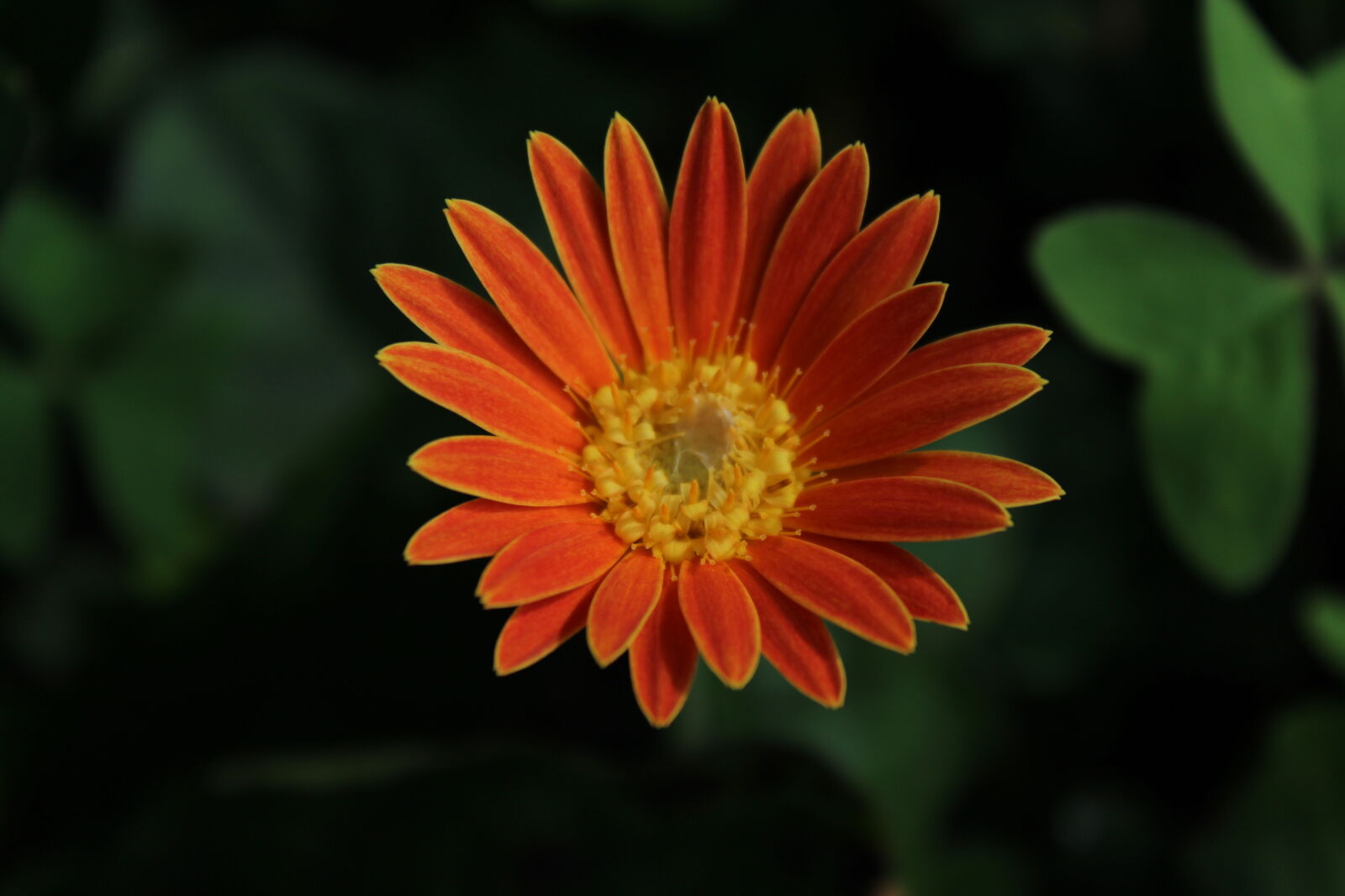 Canon EOS 700D (EOS Rebel T5i / EOS Kiss X7i) sample photo