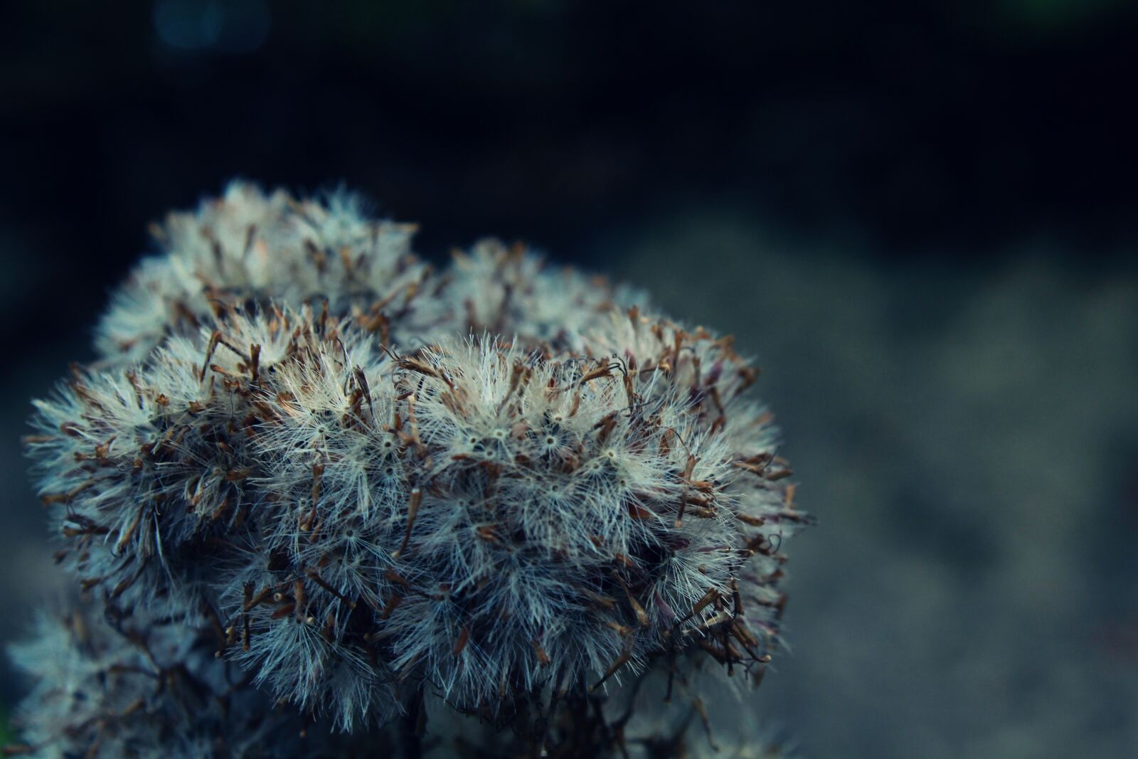 Canon EOS 1200D (EOS Rebel T5 / EOS Kiss X70 / EOS Hi) sample photo. Plant, fluffy, nature photography