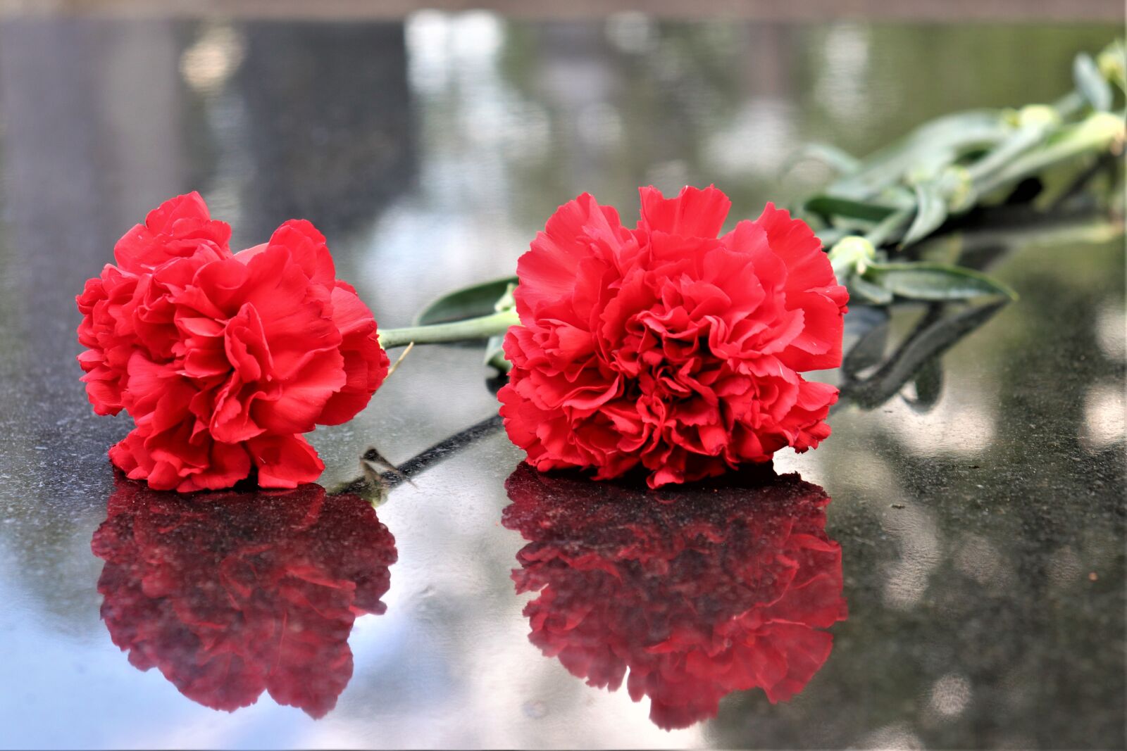 Canon EOS 200D (EOS Rebel SL2 / EOS Kiss X9) sample photo. Two red carnations, black photography