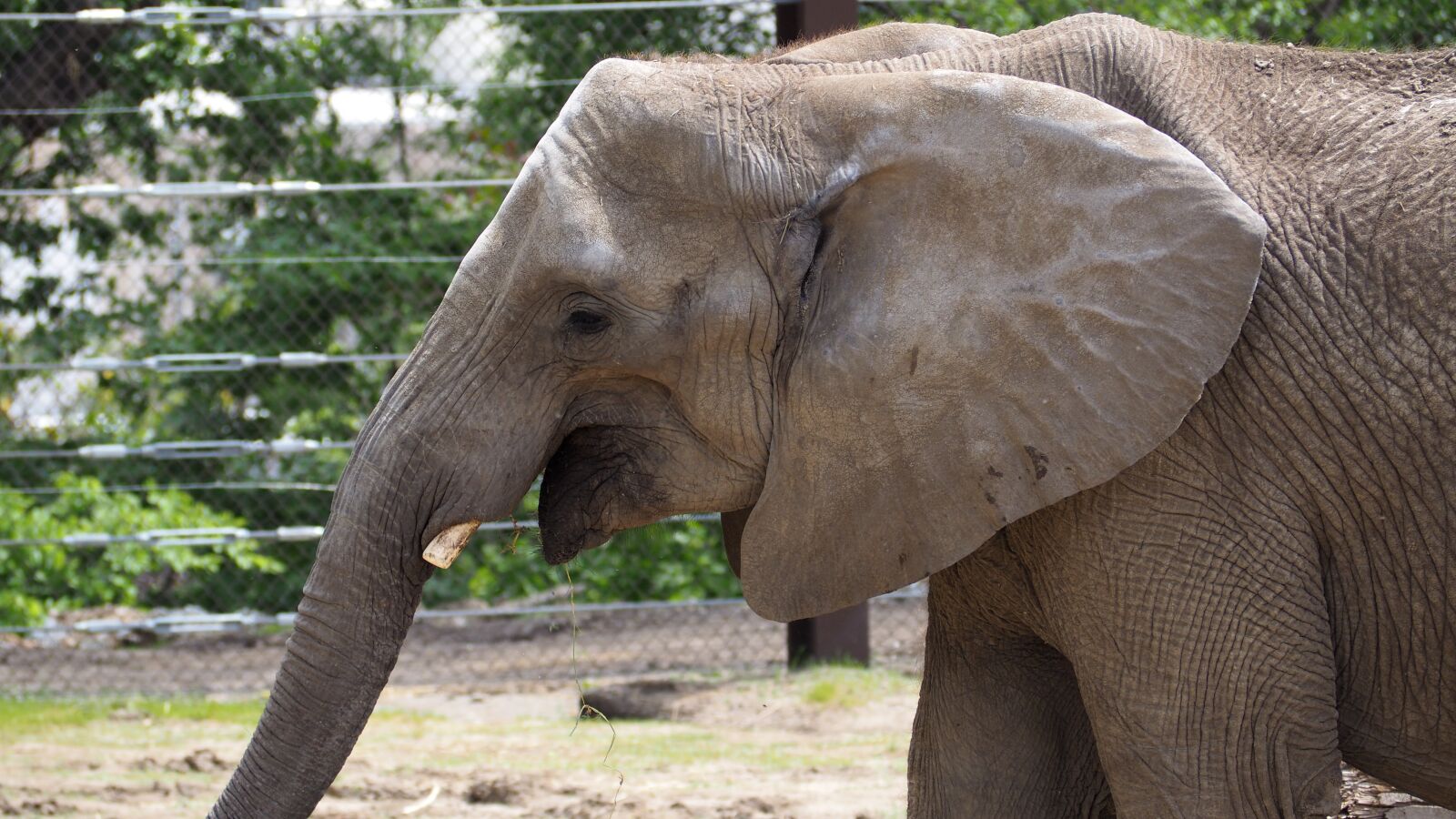 Olympus OM-D E-M10 II sample photo. Elephant, animal, nature photography