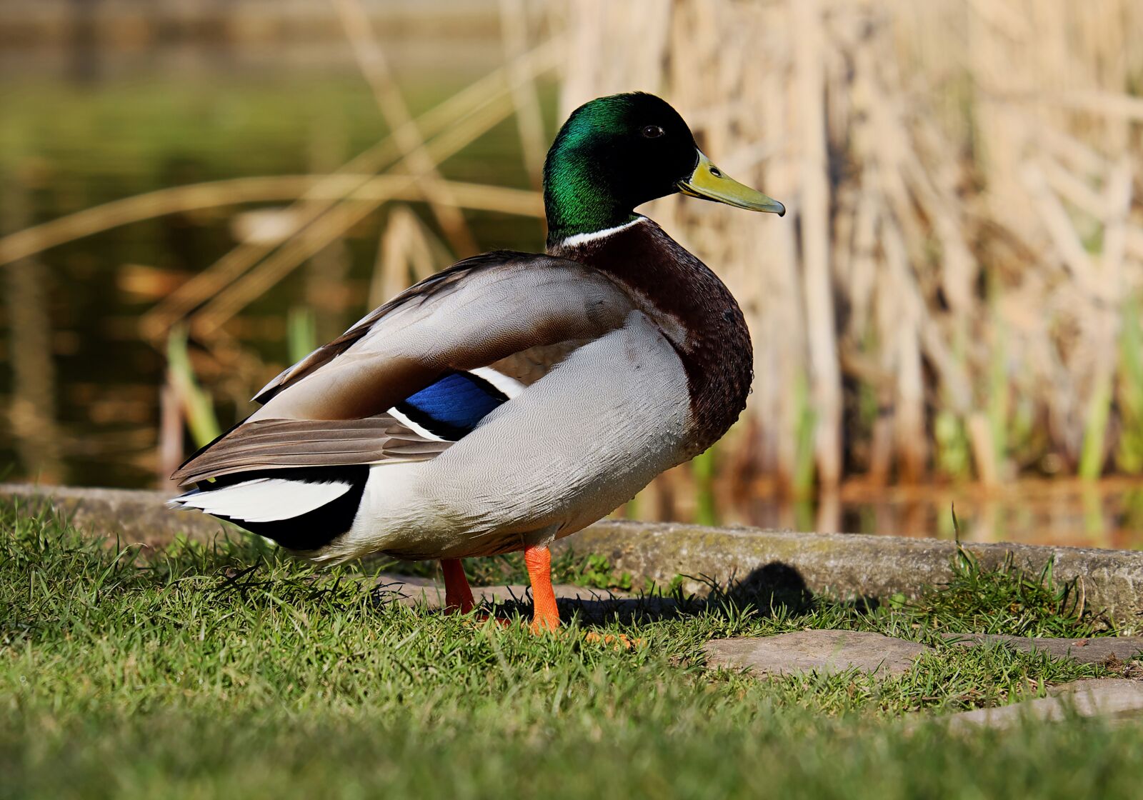 Fujifilm XF 55-200mm F3.5-4.8 R LM OIS sample photo. Mallard, anas platyrhynchos, drake photography
