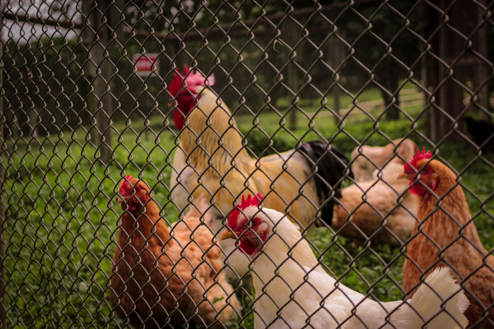 Canon EOS 1200D (EOS Rebel T5 / EOS Kiss X70 / EOS Hi) sample photo. Poultry, hens, animals photography