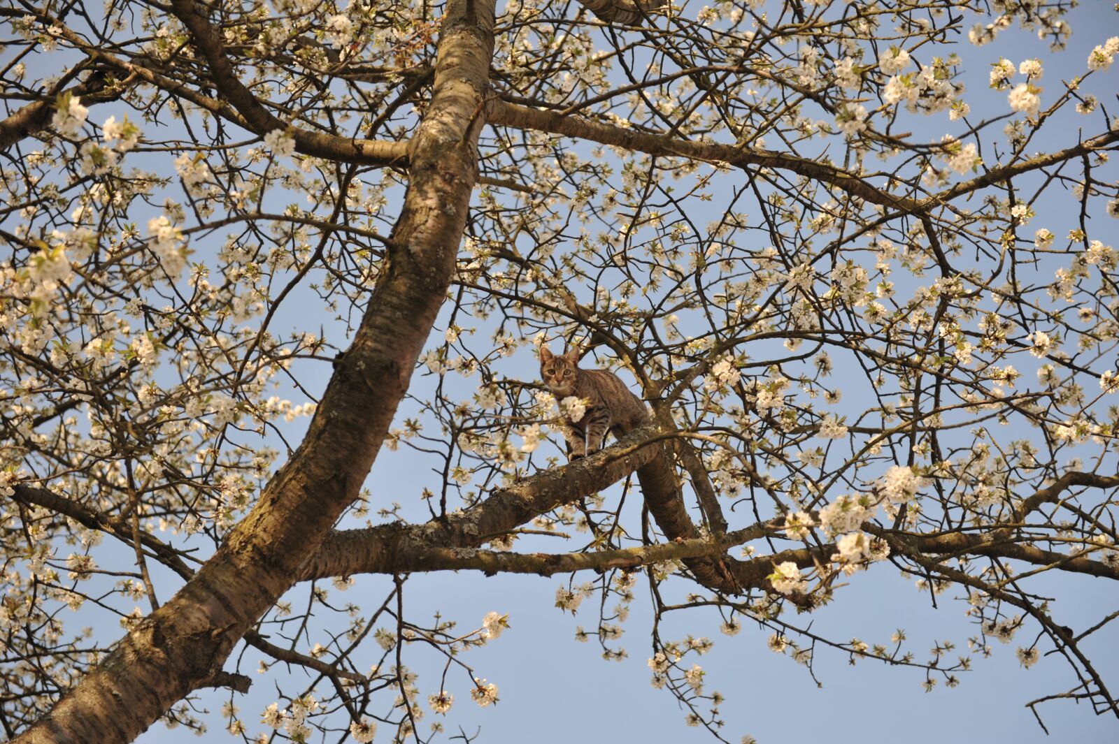 Nikon D700 sample photo. Tree, spring, bud photography