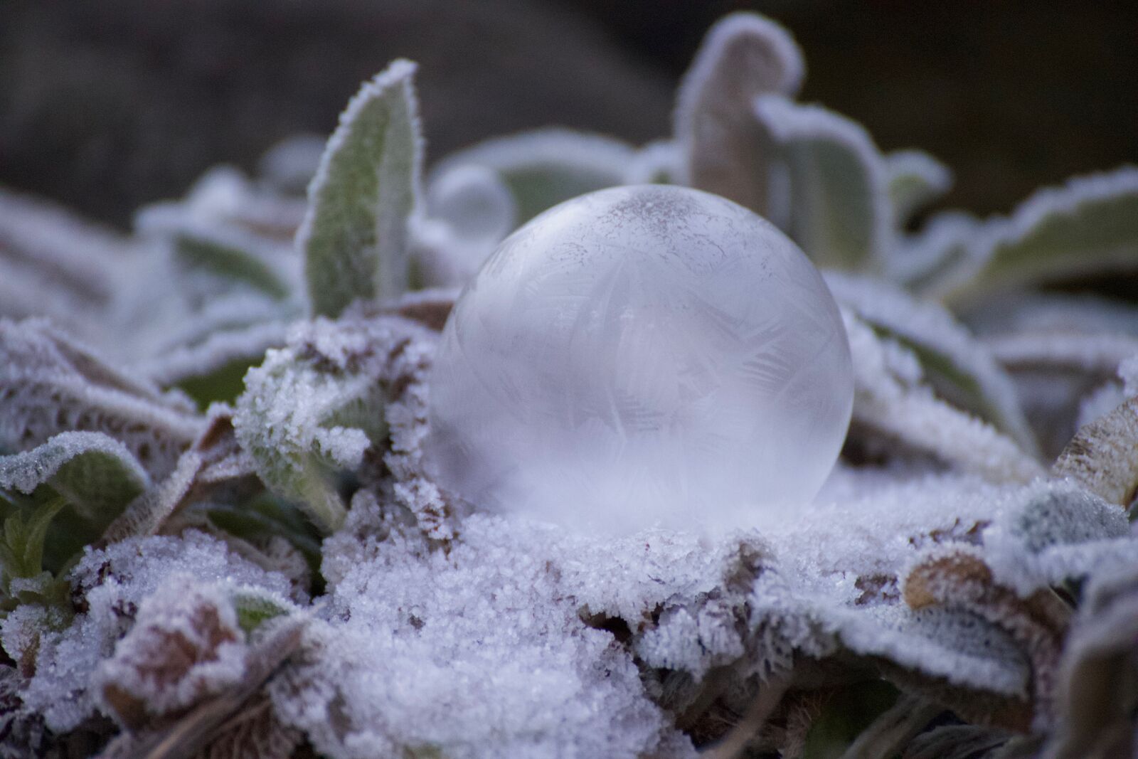 Canon EOS 6D Mark II sample photo. Winter, soap bubble, frozen photography
