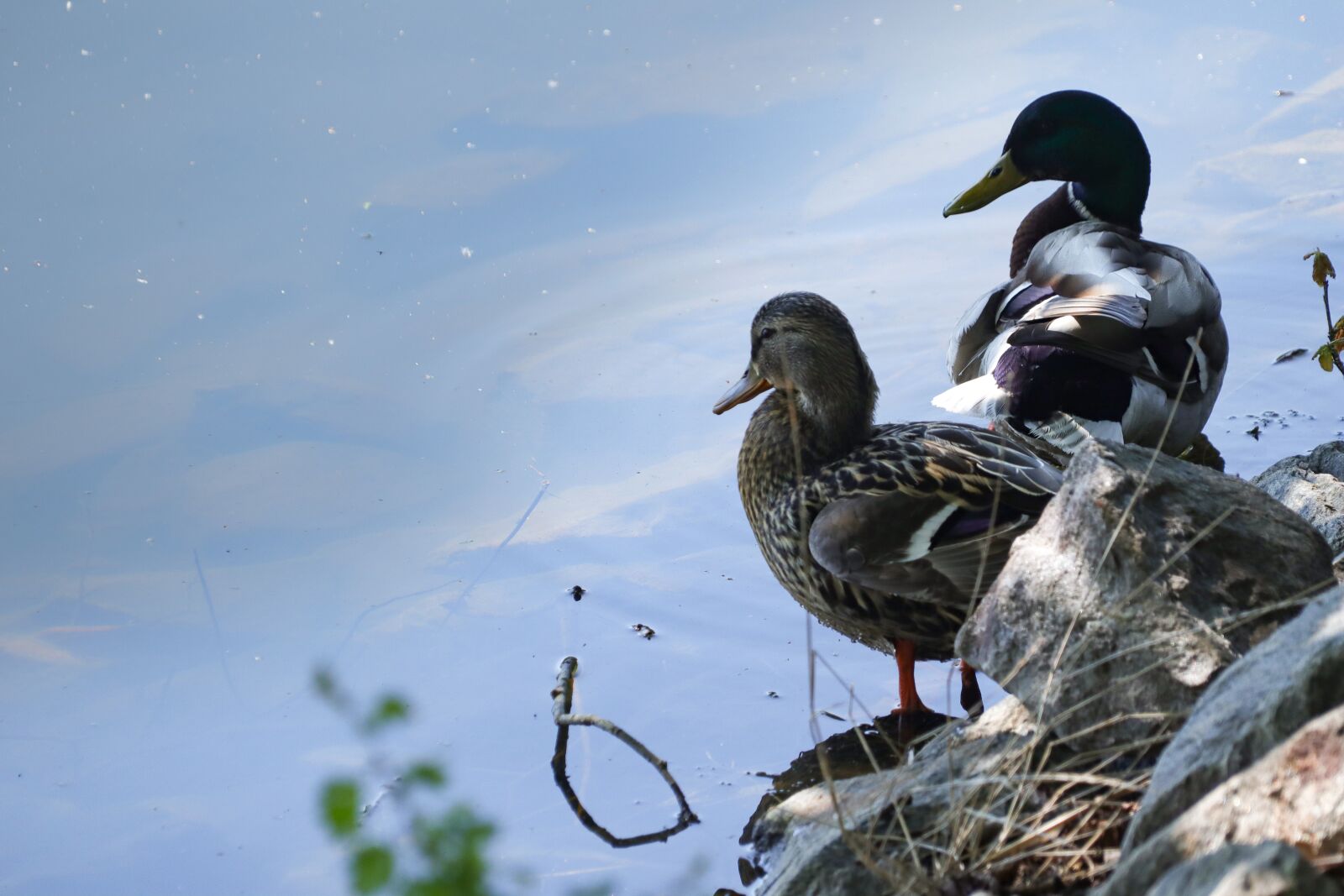 Canon EOS M50 (EOS Kiss M) sample photo. Ducks, birds, water photography