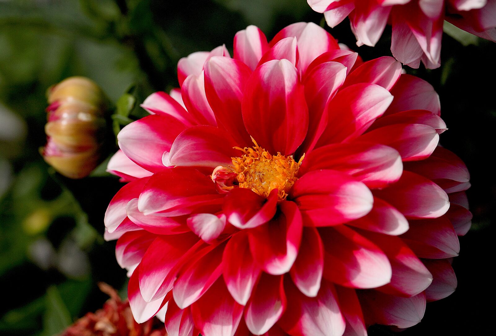 Canon EOS 5D Mark II sample photo. Flower, summer, flowering photography