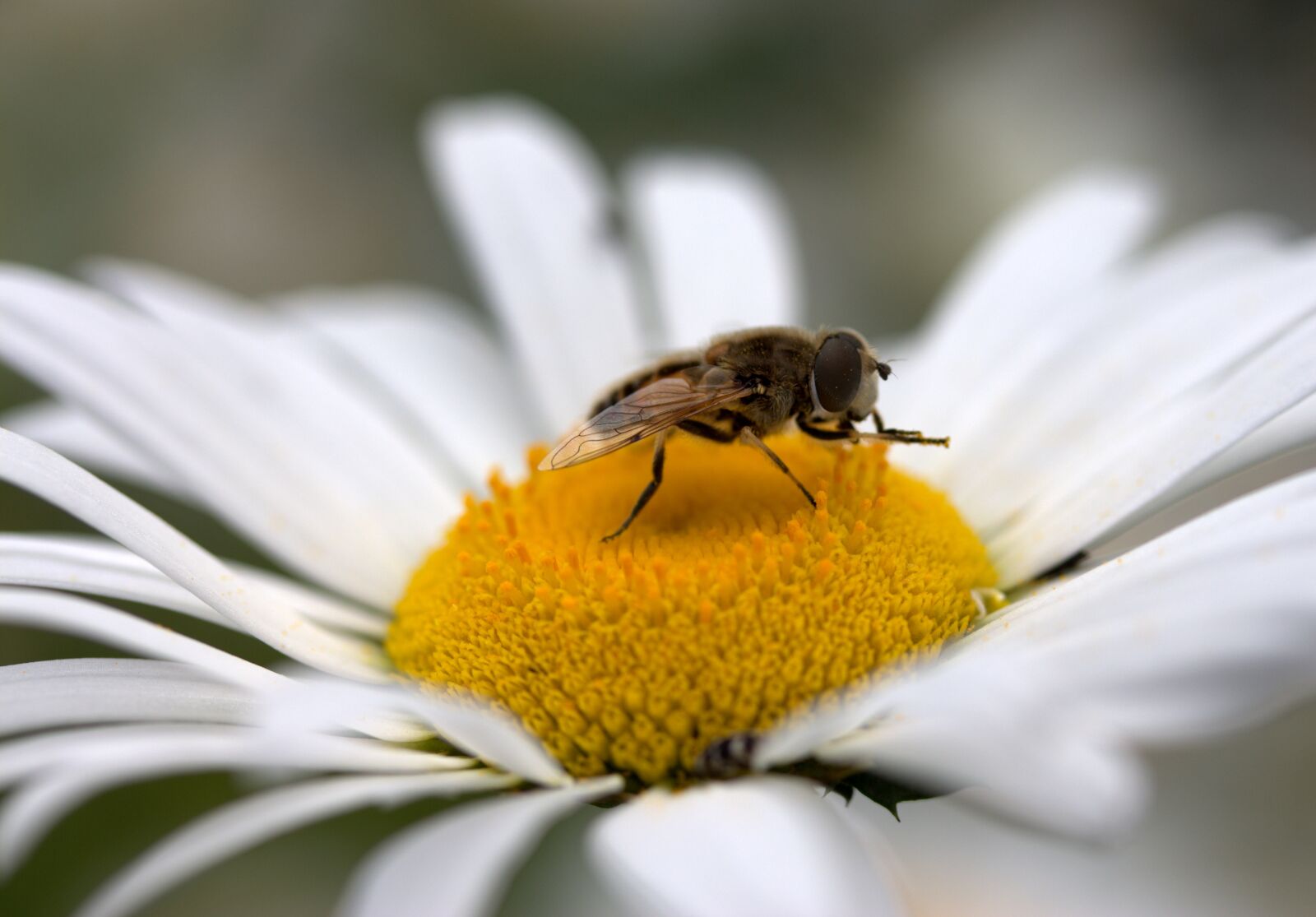 Canon EF-S 60mm F2.8 Macro USM sample photo. Bee, daisy, pollen photography