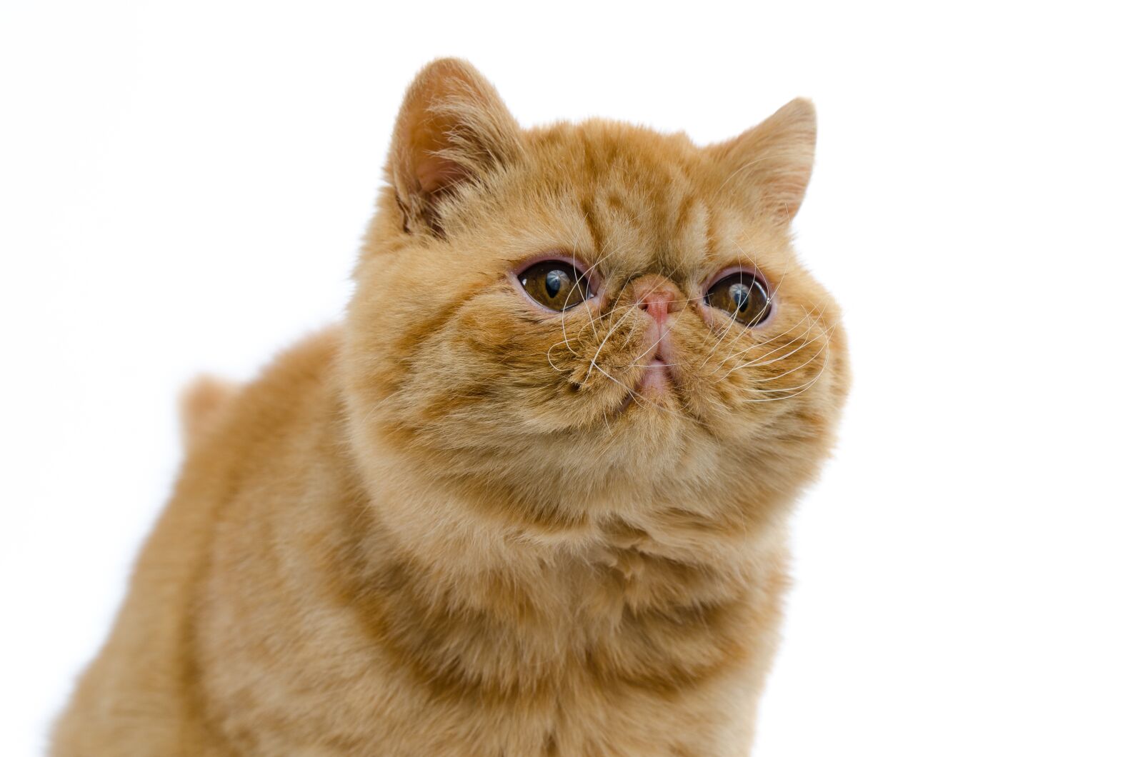 Nikon D7000 sample photo. Cat, ginger, kitten photography