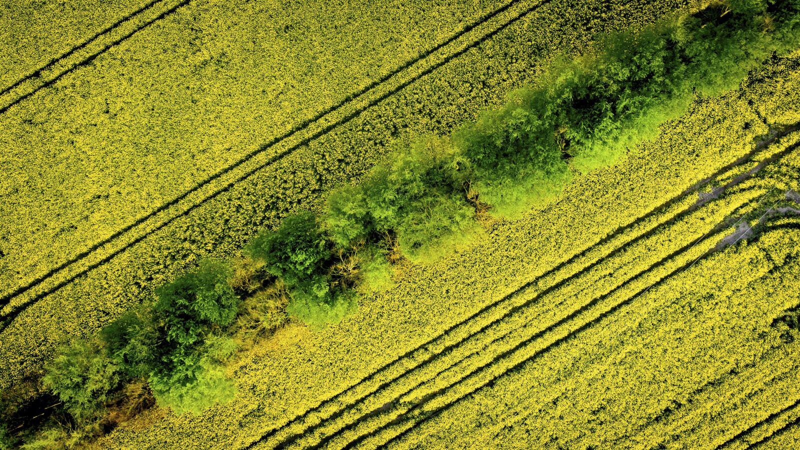Hasselblad L1D-20c sample photo. Oilseed rape, field, color photography